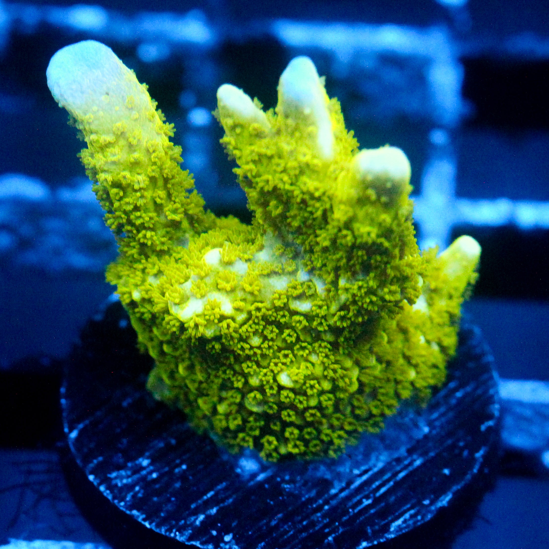 JC Neon Green Digi Monti