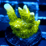 JC Neon Green Digi Monti