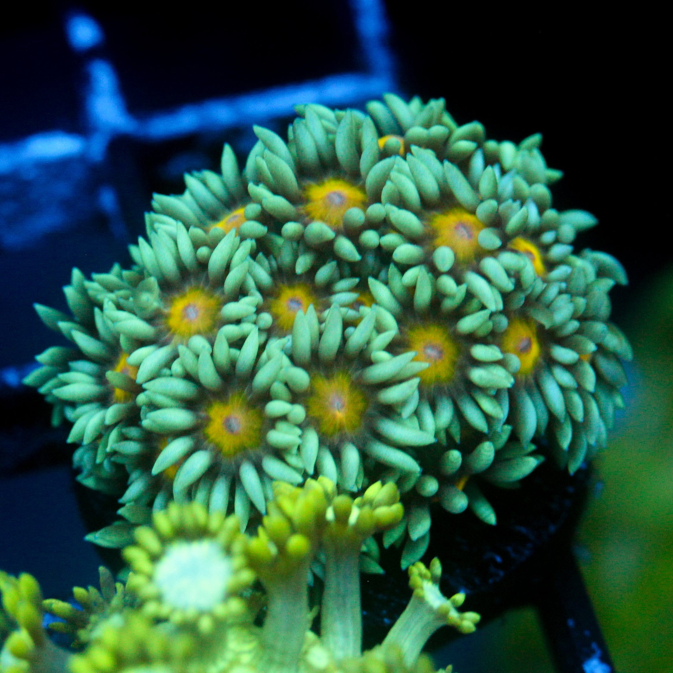 Sunflower Goni