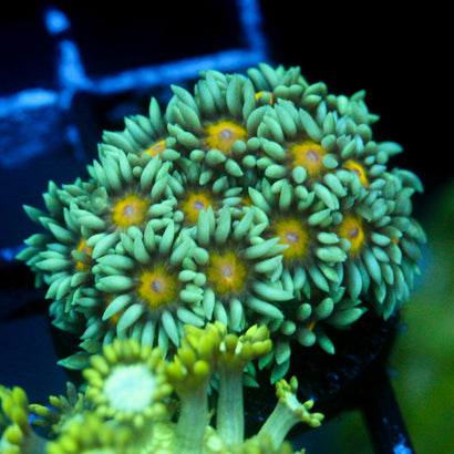 Sunflower Goni
