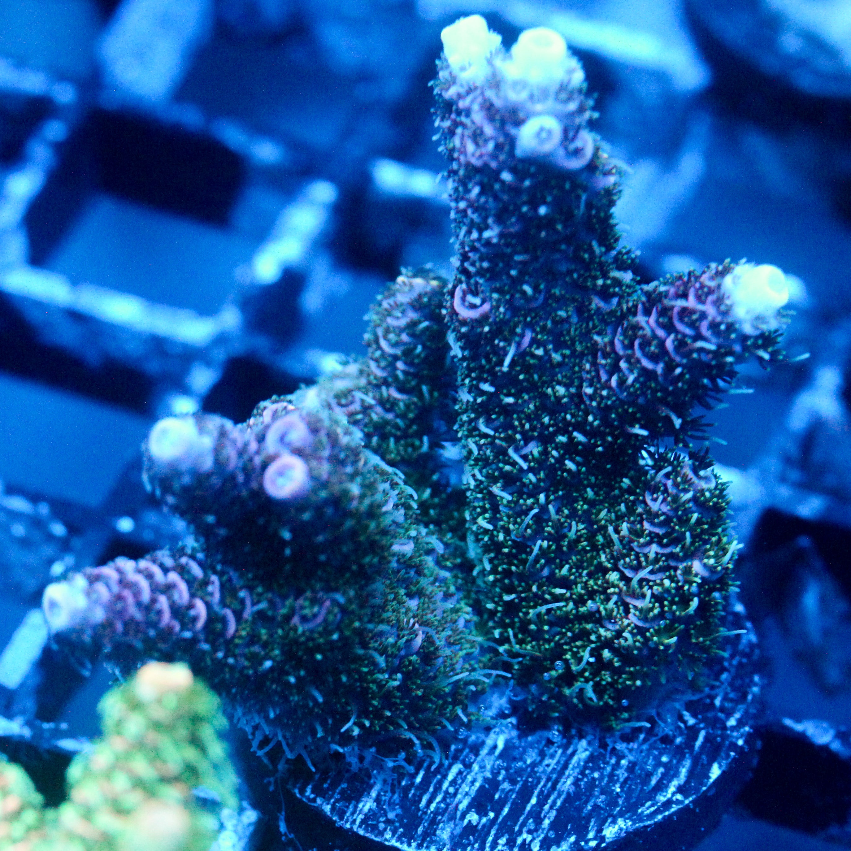 JC Royal Grass Acro