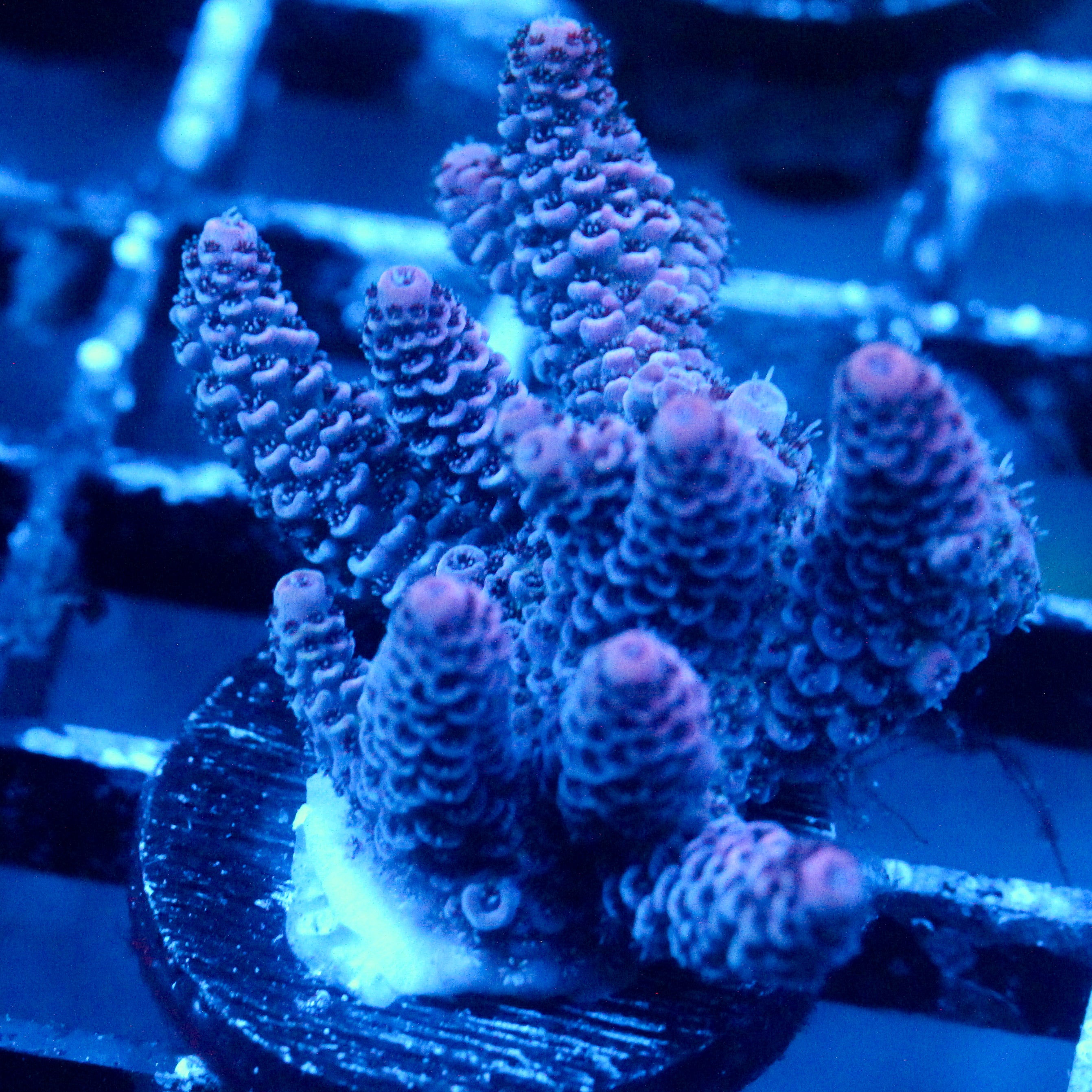 JC Purple Flux Acro