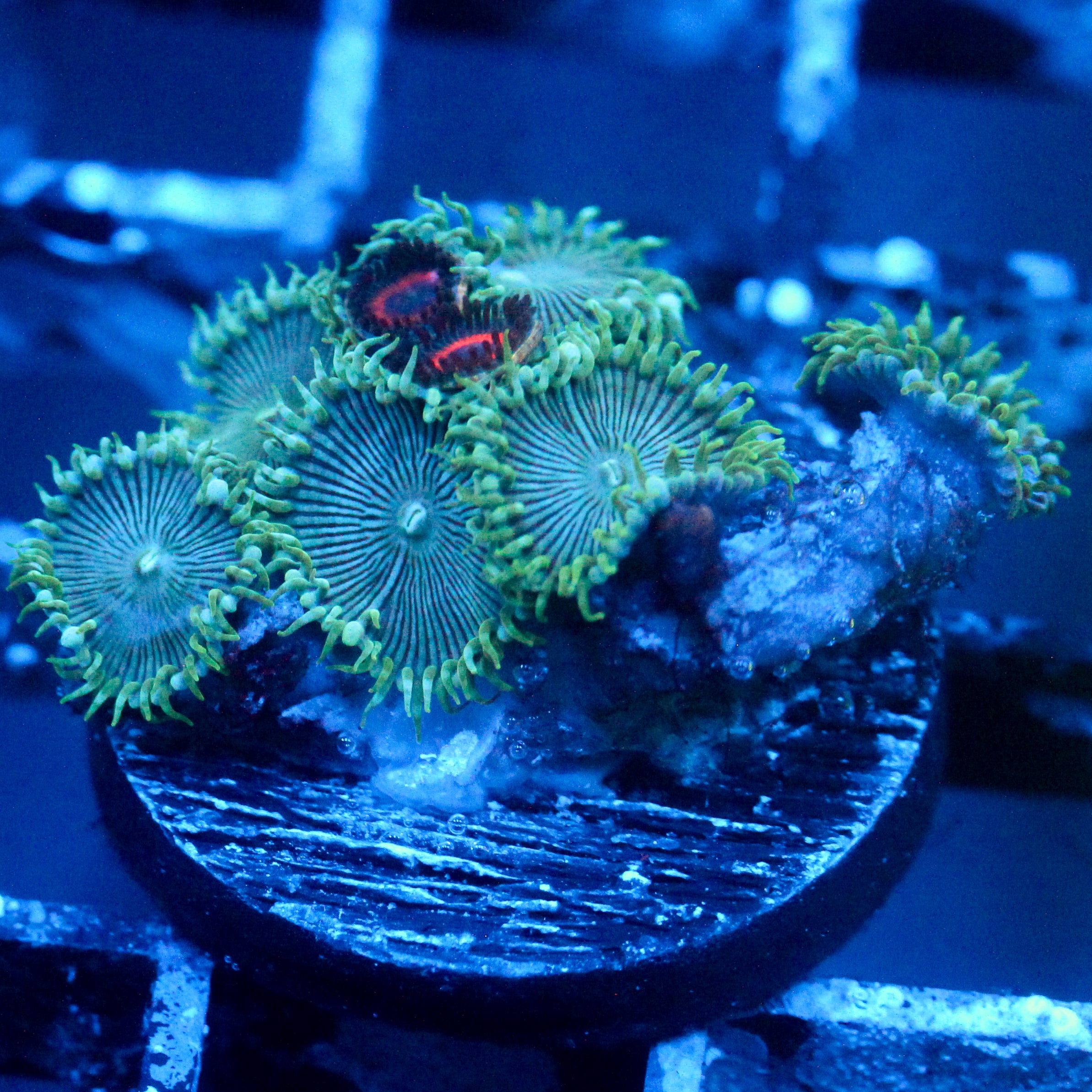 JC Minty Palythoa Mix
