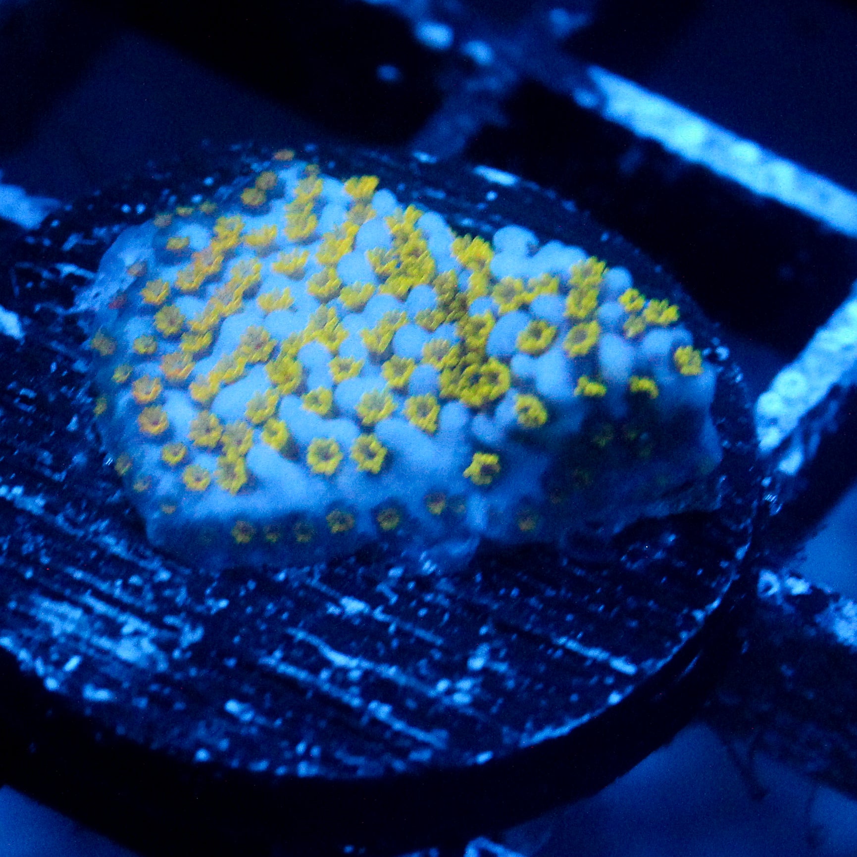 JC Rainbow Montipora