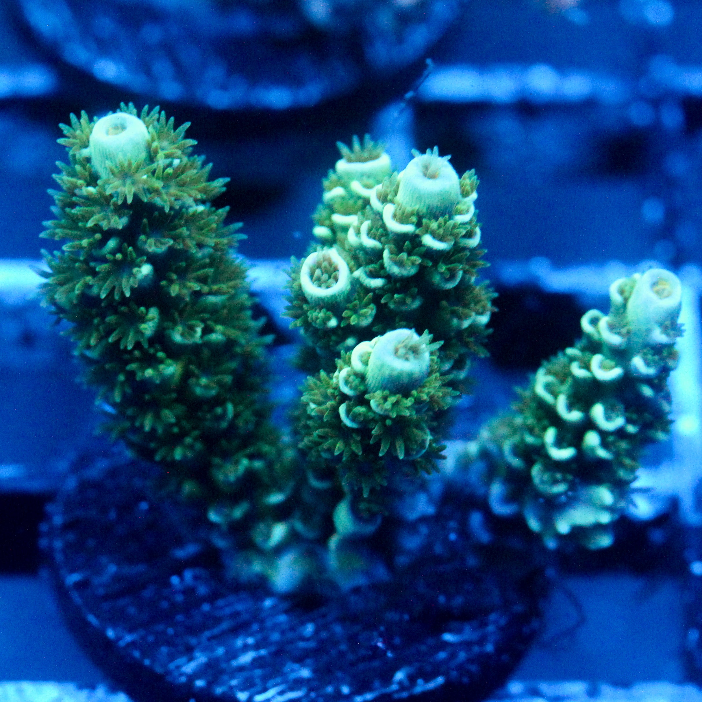 JC Green Furr Acro