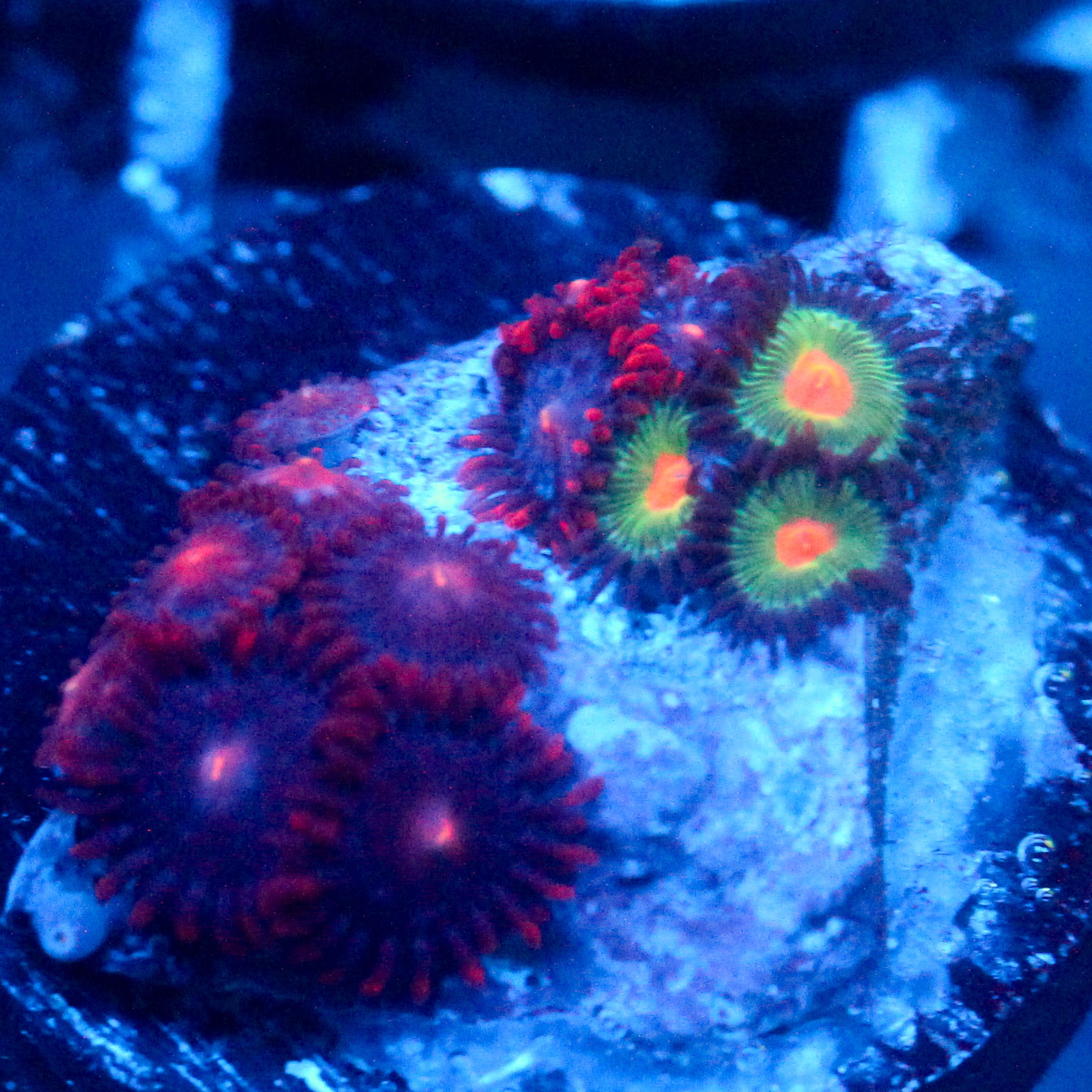 JC Alien Blood Zoanthid Mix