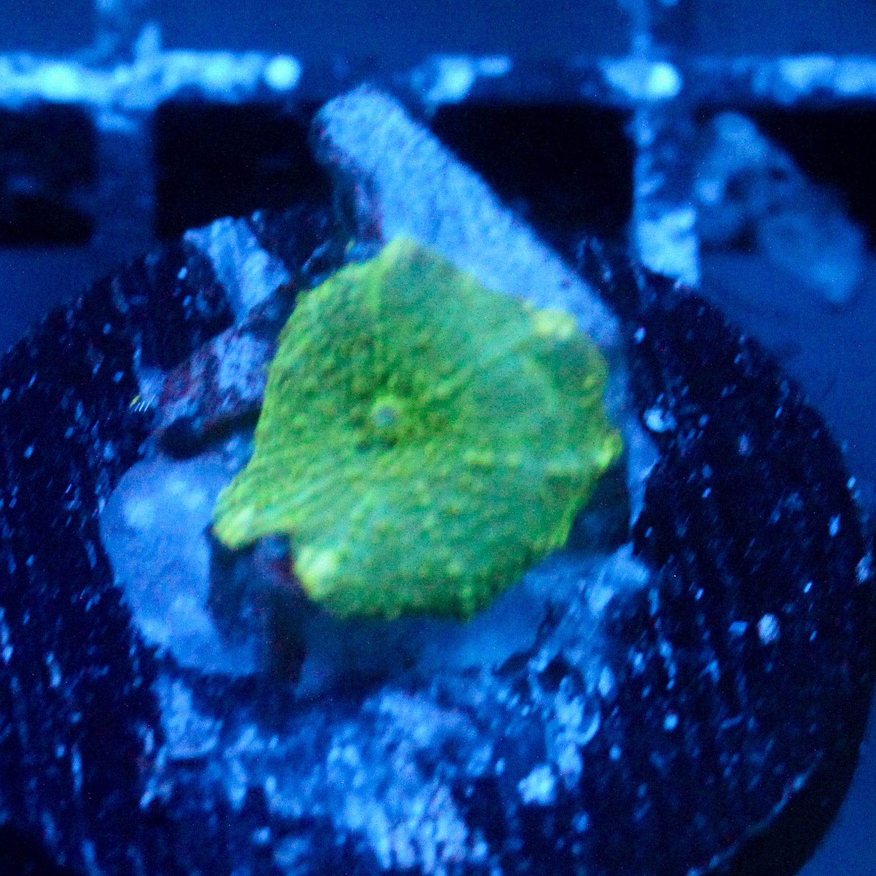 JC Green days Discosoma