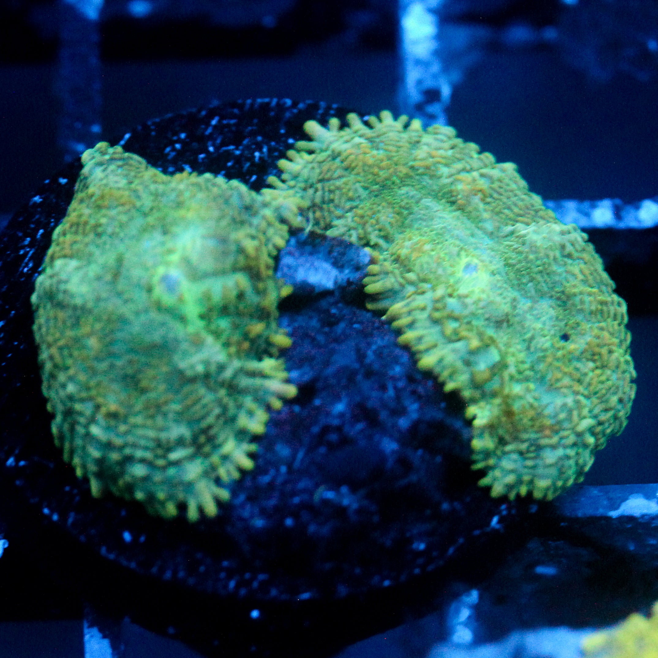 JC Green Rhodactis