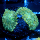 JC Green Rhodactis