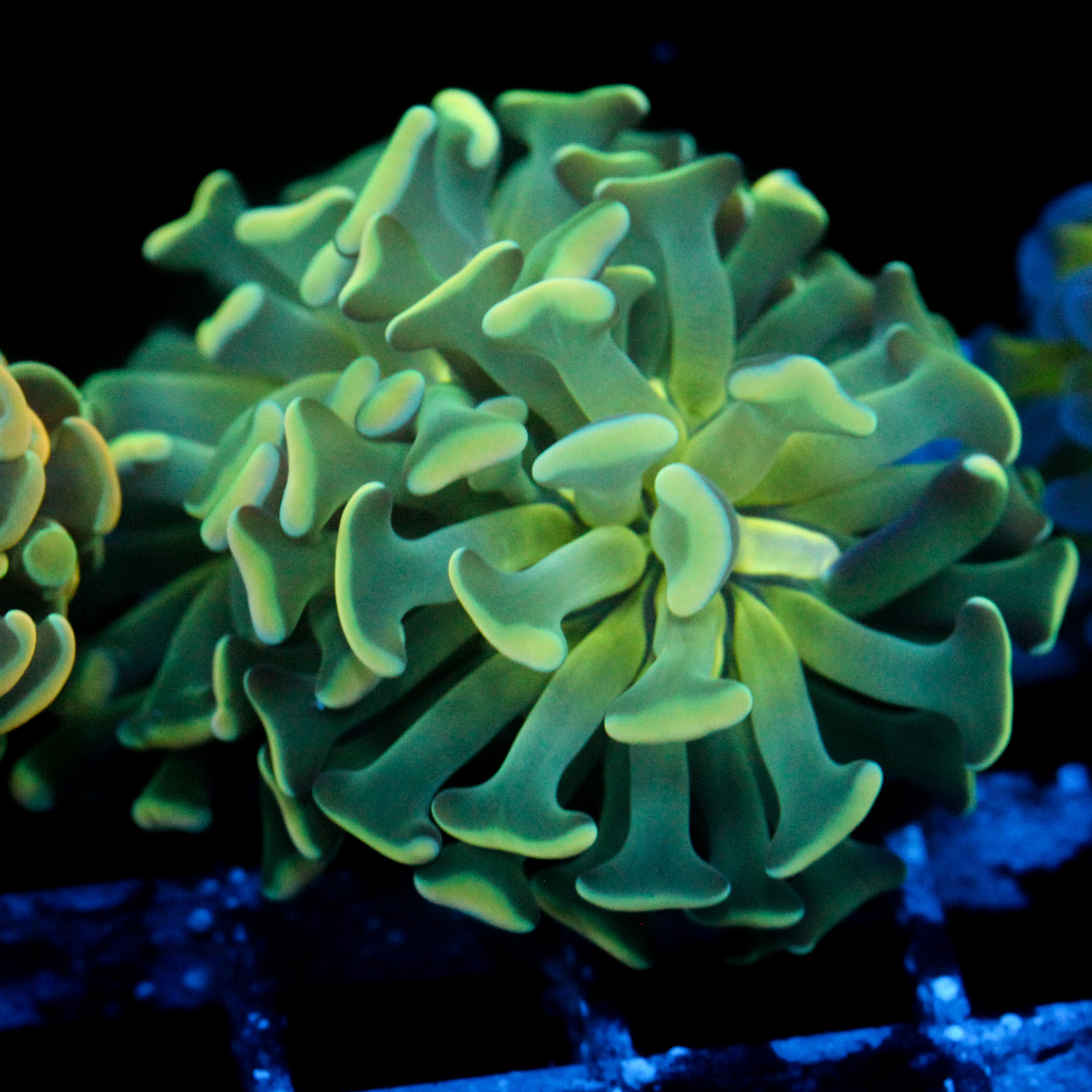 JC Glow Bright Hammer