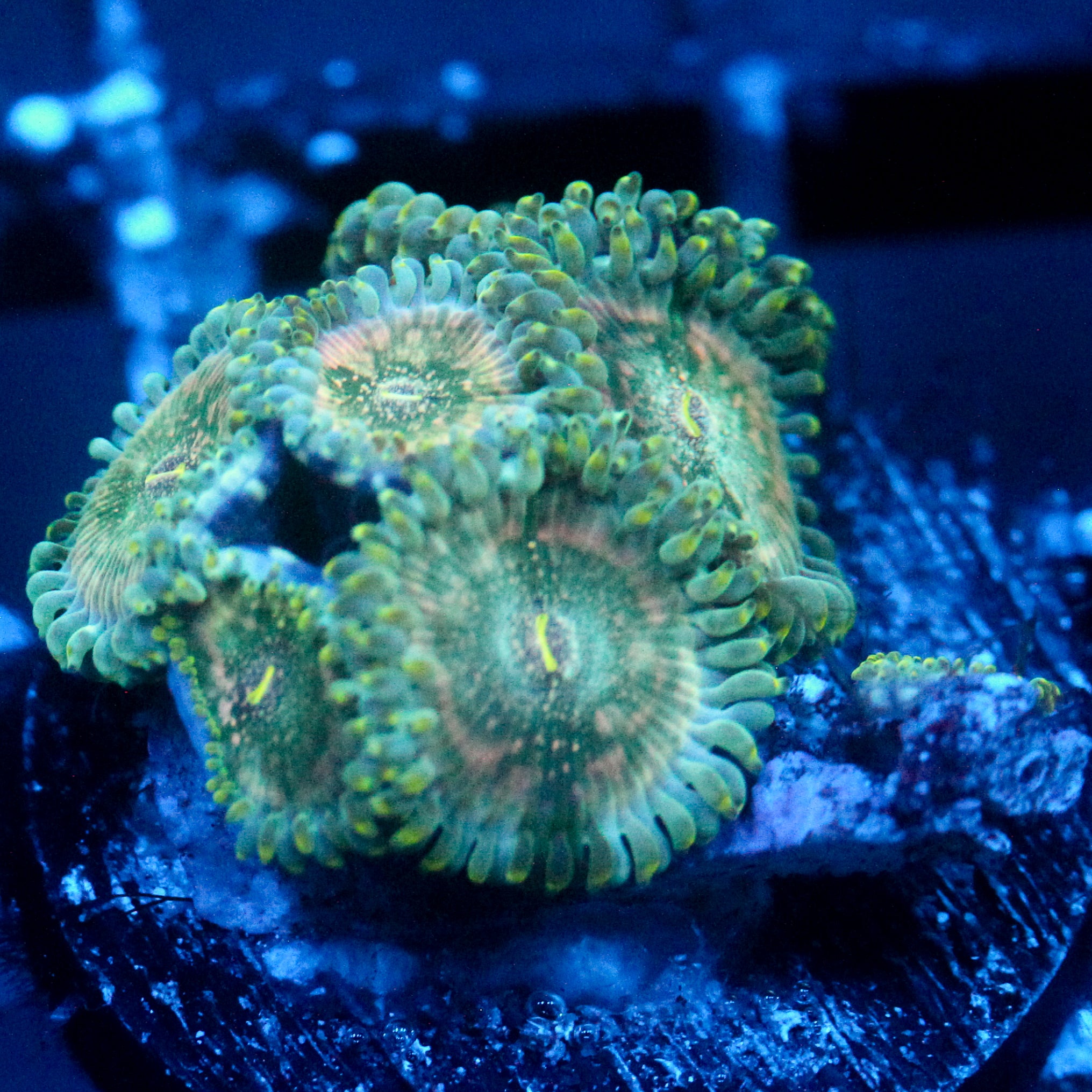 JC Hawaiian Ding Dang Zoanthid