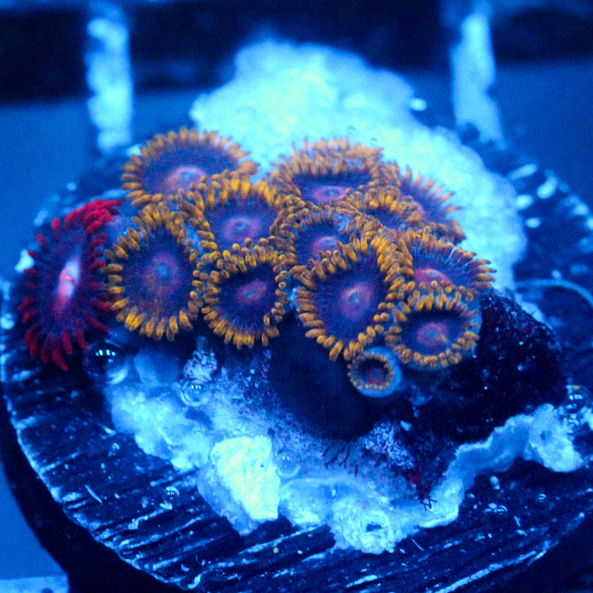 JC Gold Devils Zoanthid