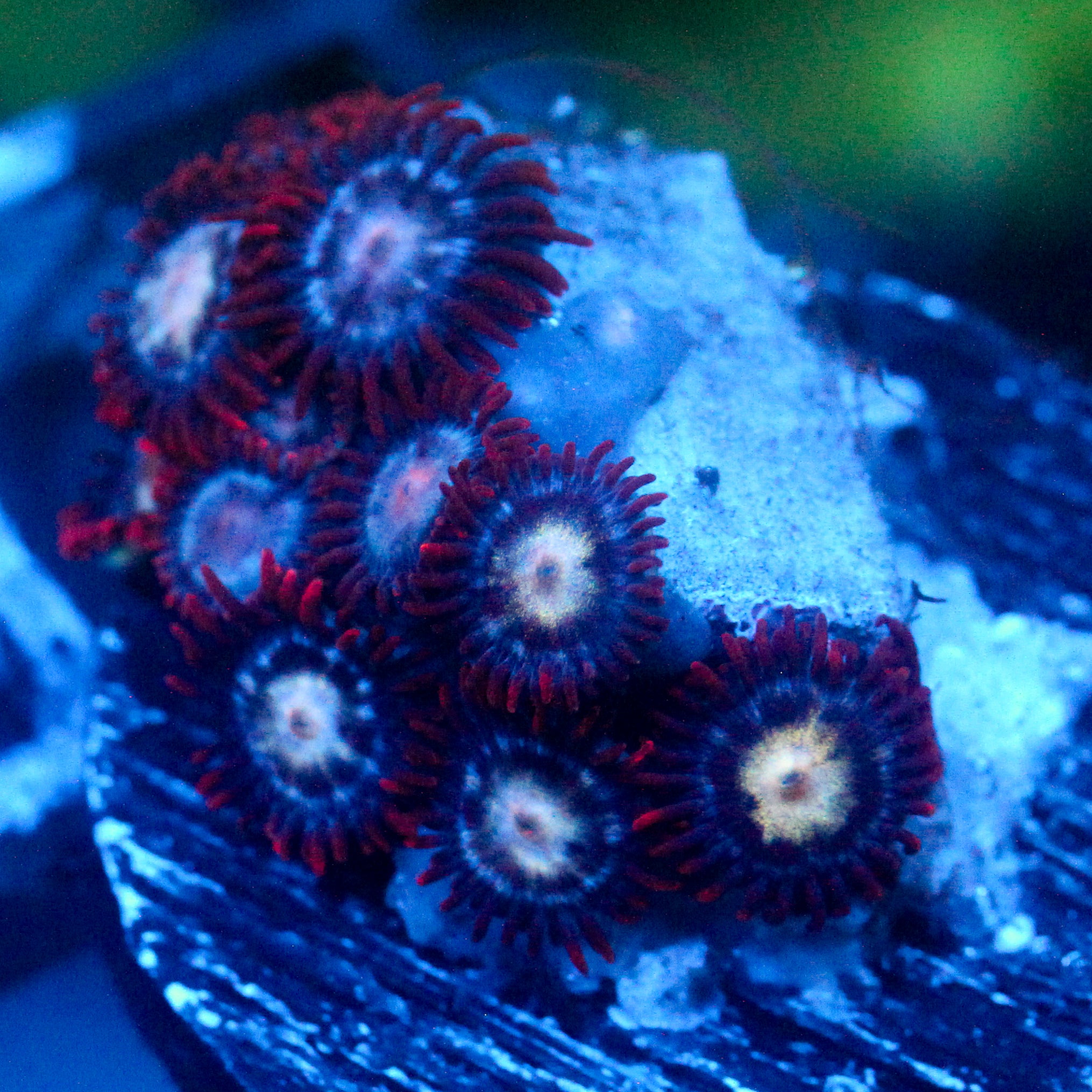 JC Edge of Reality Zoanthid