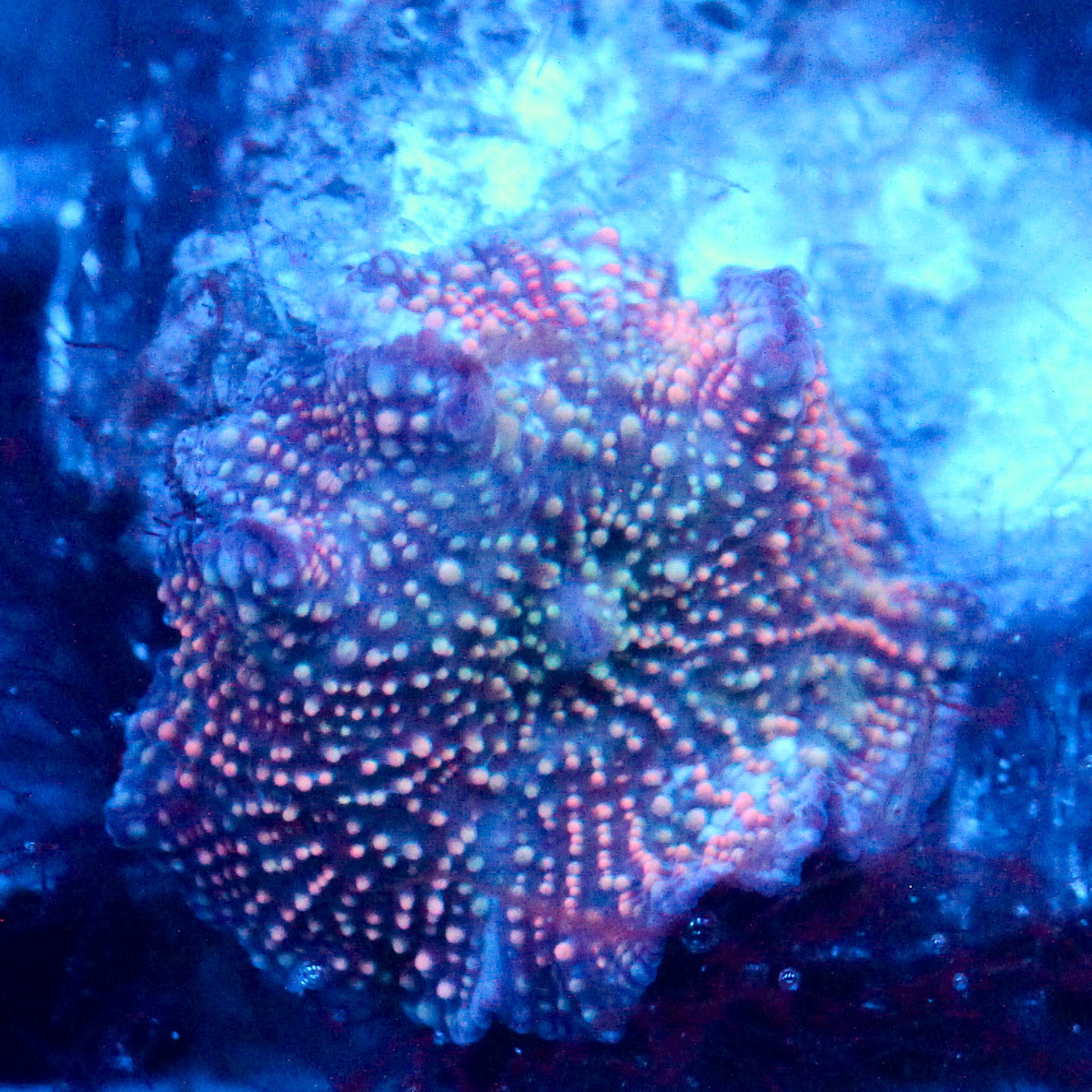 JC Pink Stella Discosoma