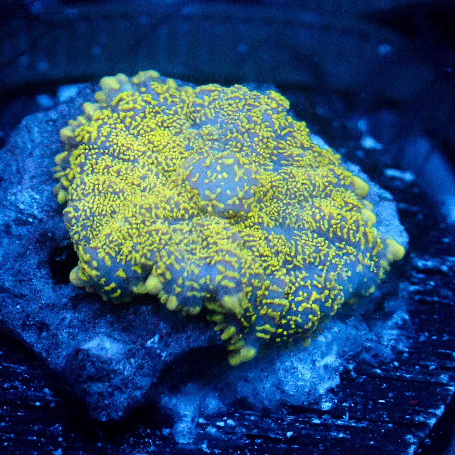 JC Glowstone Rhodactis