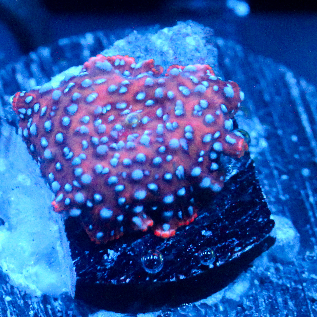 JC Blue dots Discosoma