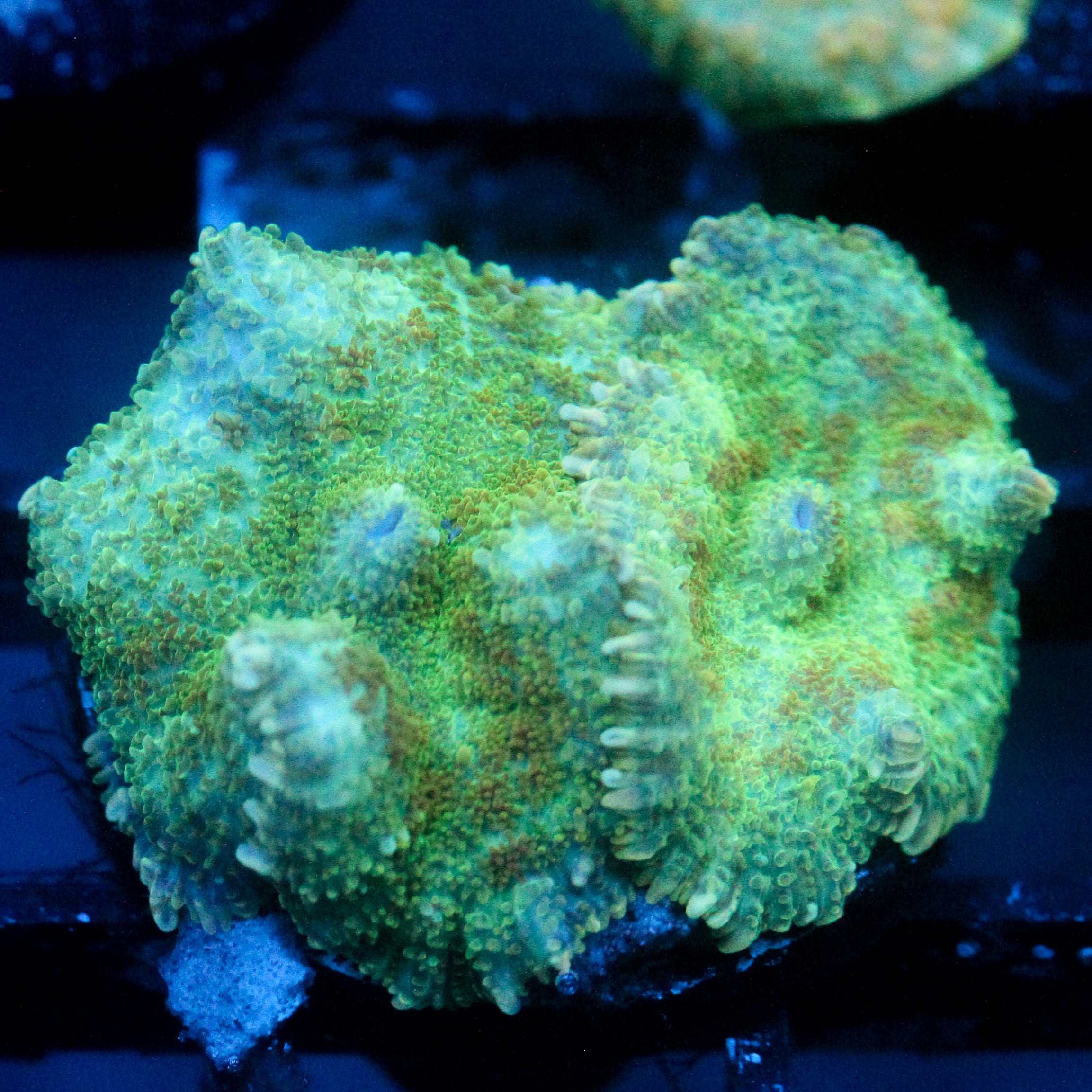 JC Lush Mesa Rhodactis