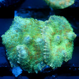 JC Lush Mesa Rhodactis