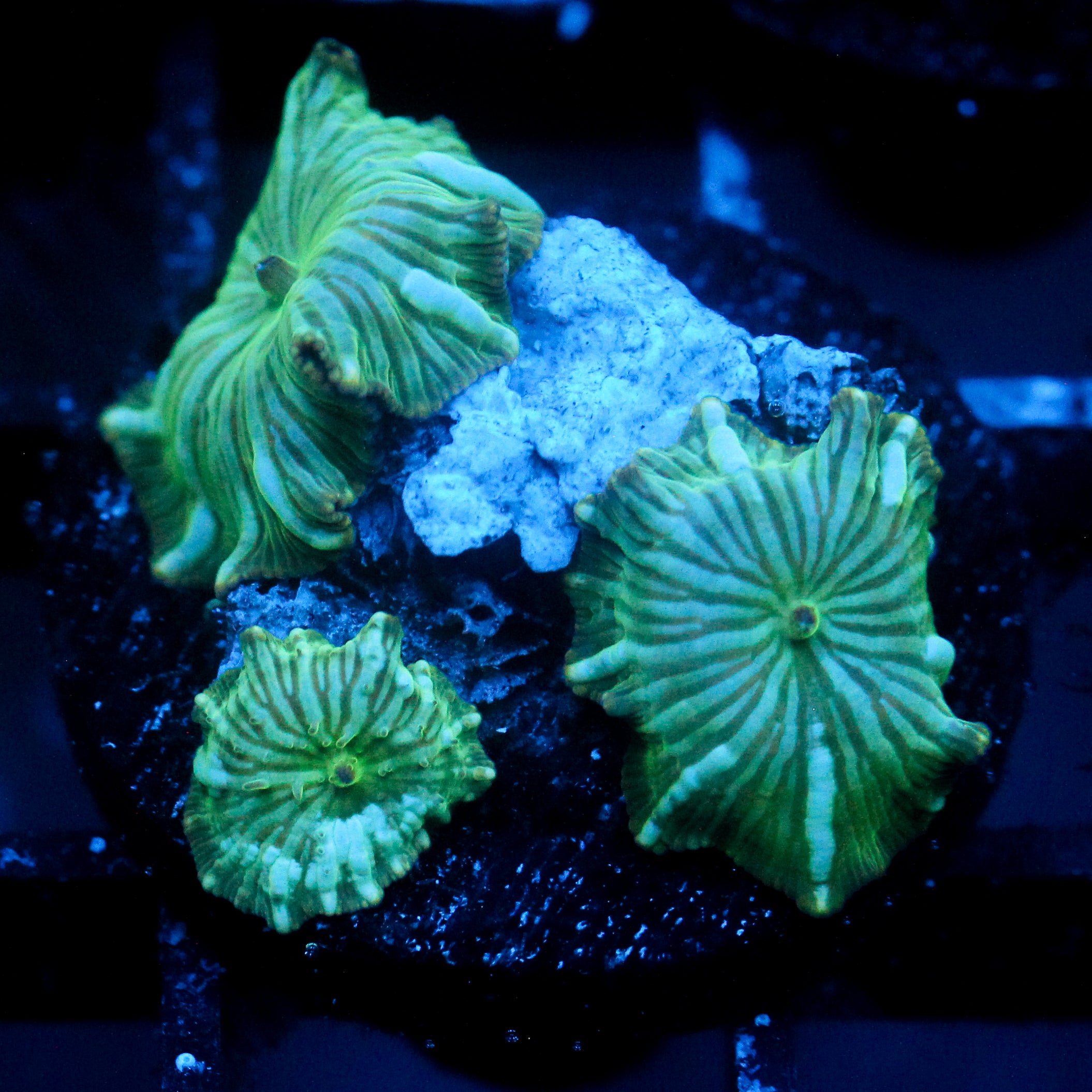 JC Blue Streak Watermelon Rind Discosoma Triple
