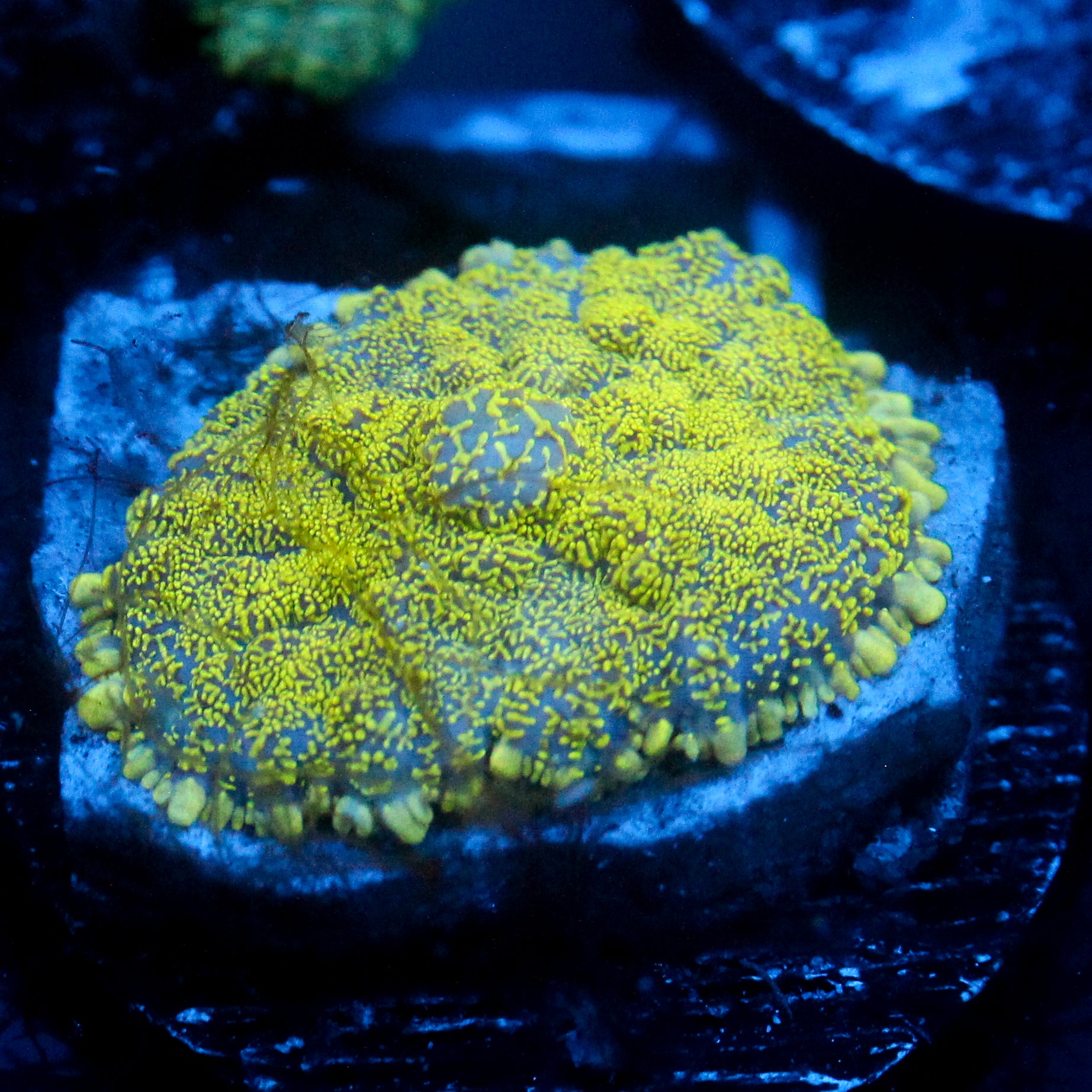 JC Glowstone Rhodactis