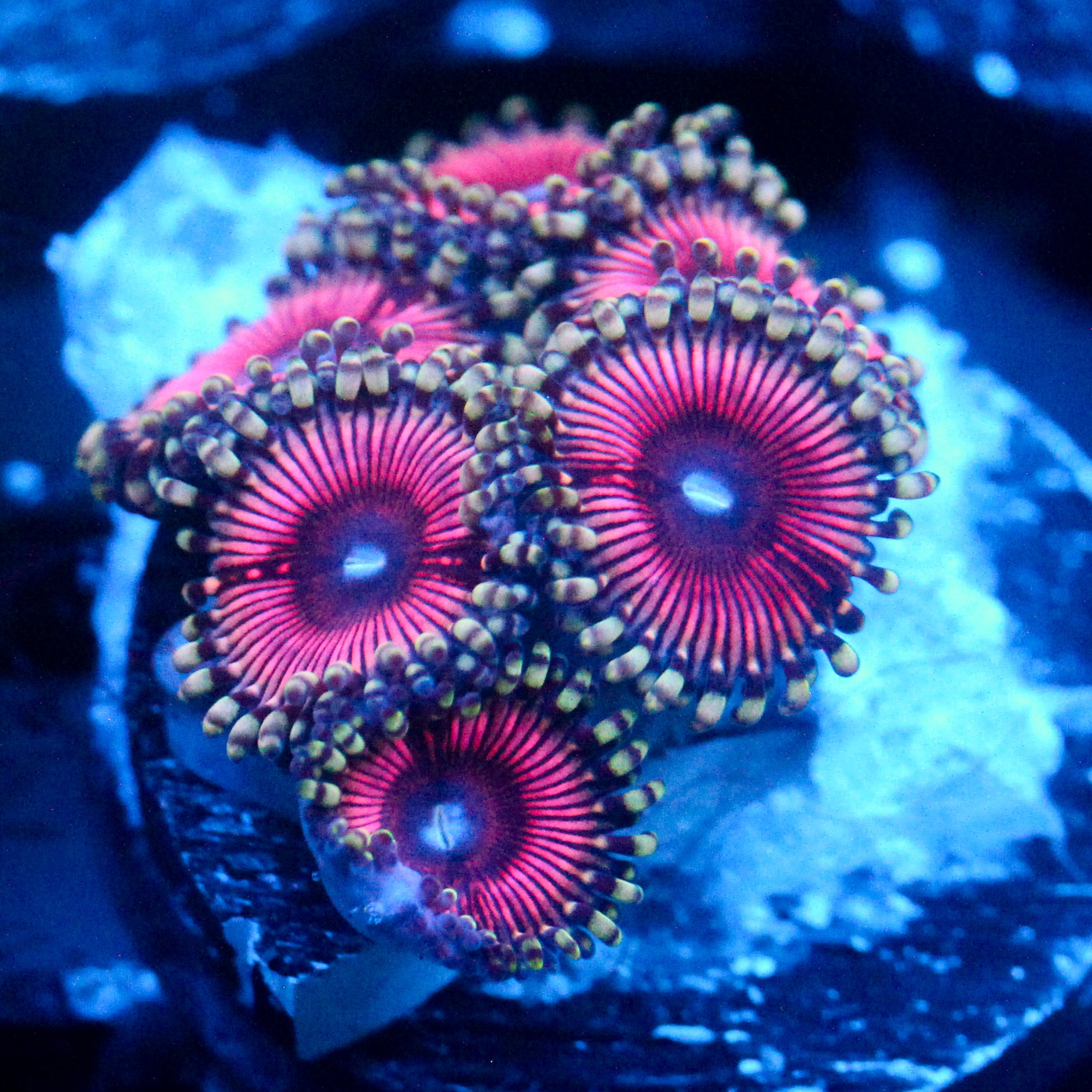 JC Pink Terrorizer Zoanthid