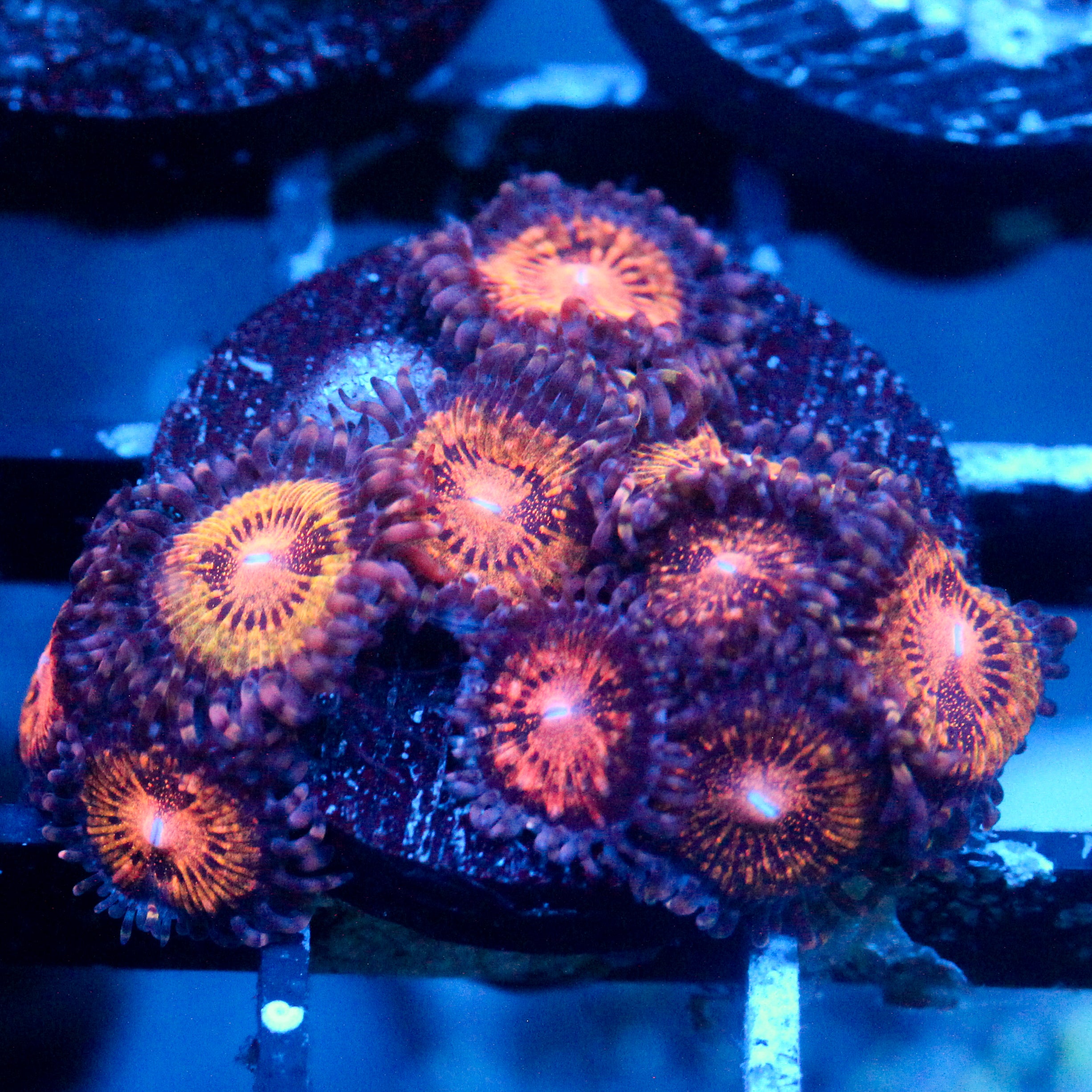 JC Speckled Kraze Zoanthid