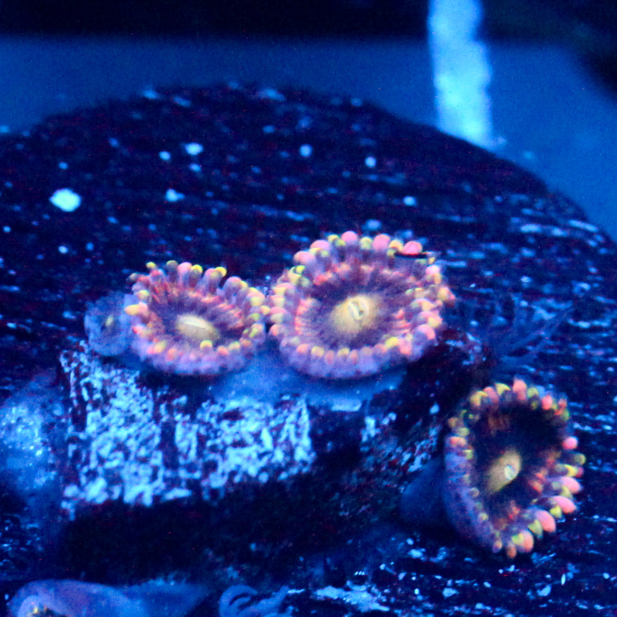 JC Bozo's Birthday Zoanthid