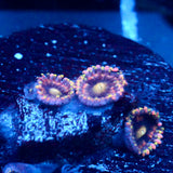 JC Bozo's Birthday Zoanthid