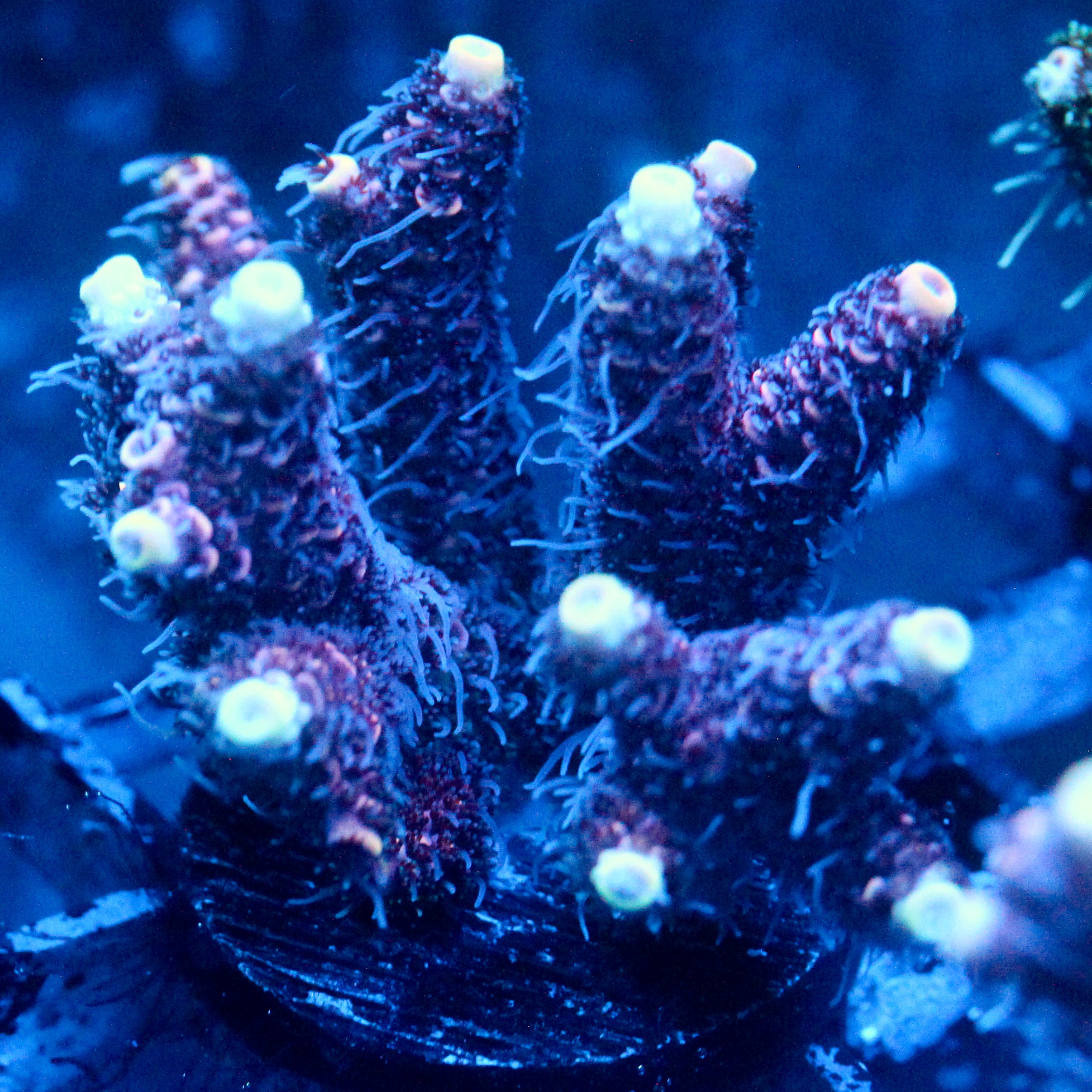 JC Purple Fury Acro