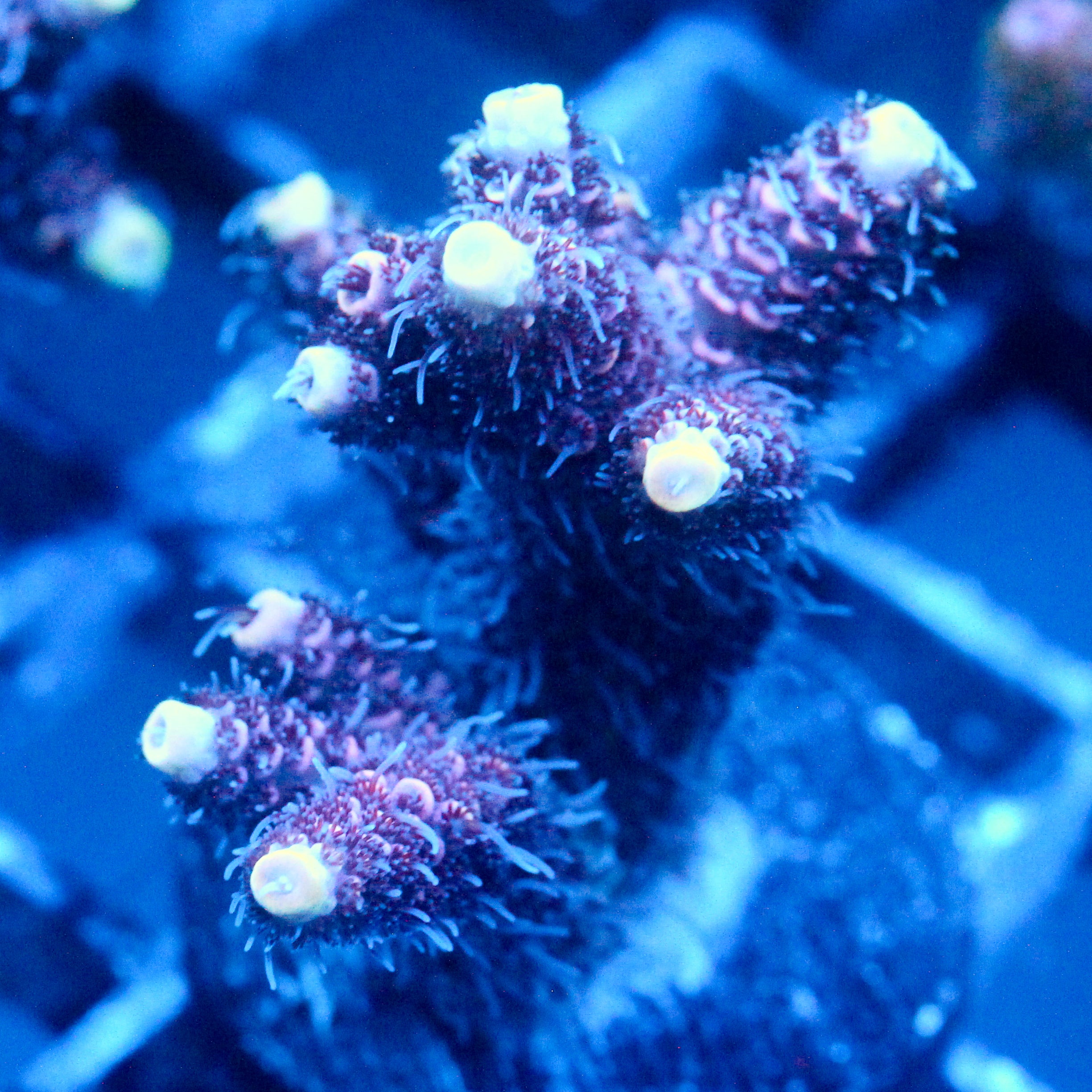JC Purple Fury Acro