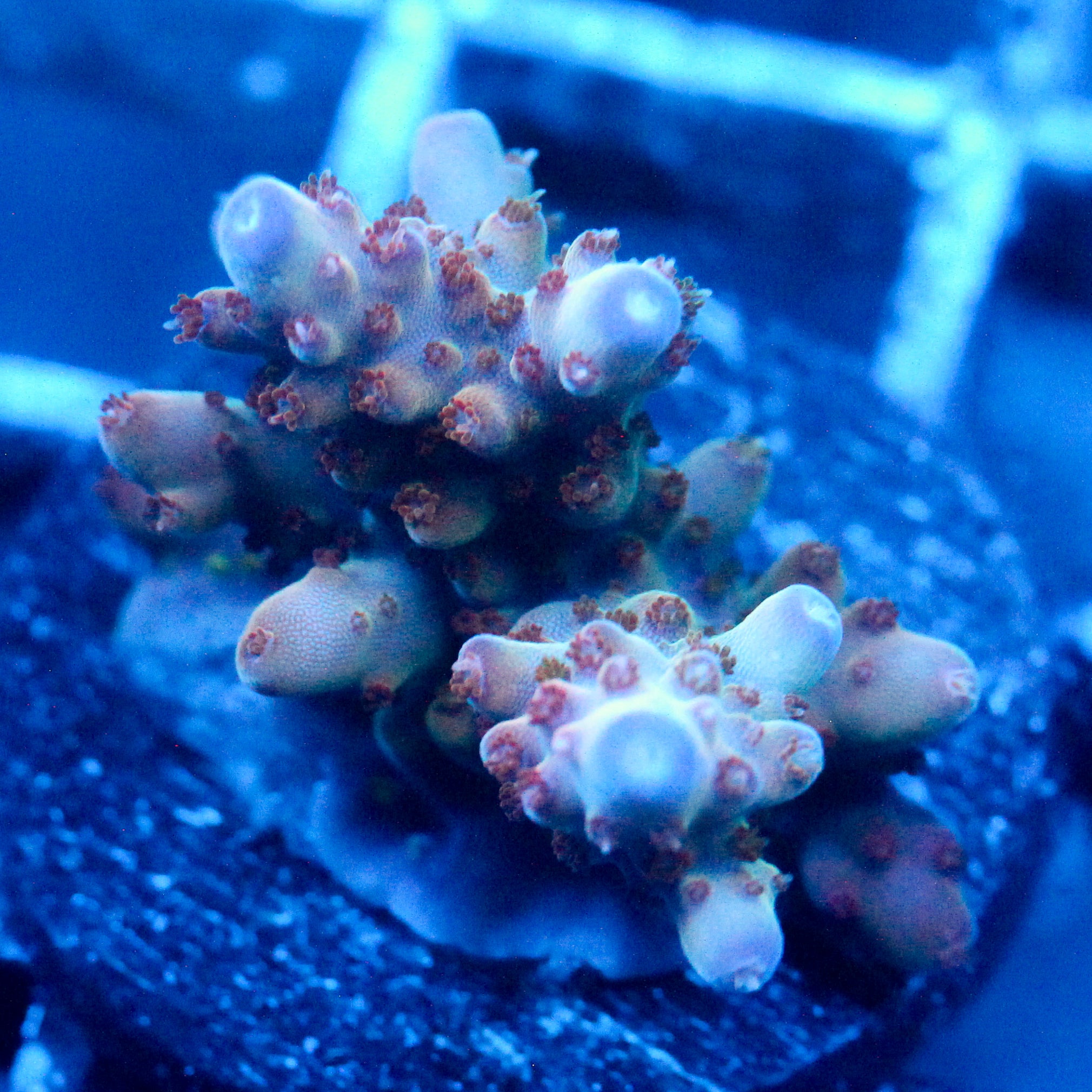 JC Wind up Acro