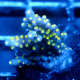 JC Bonsai Acro
