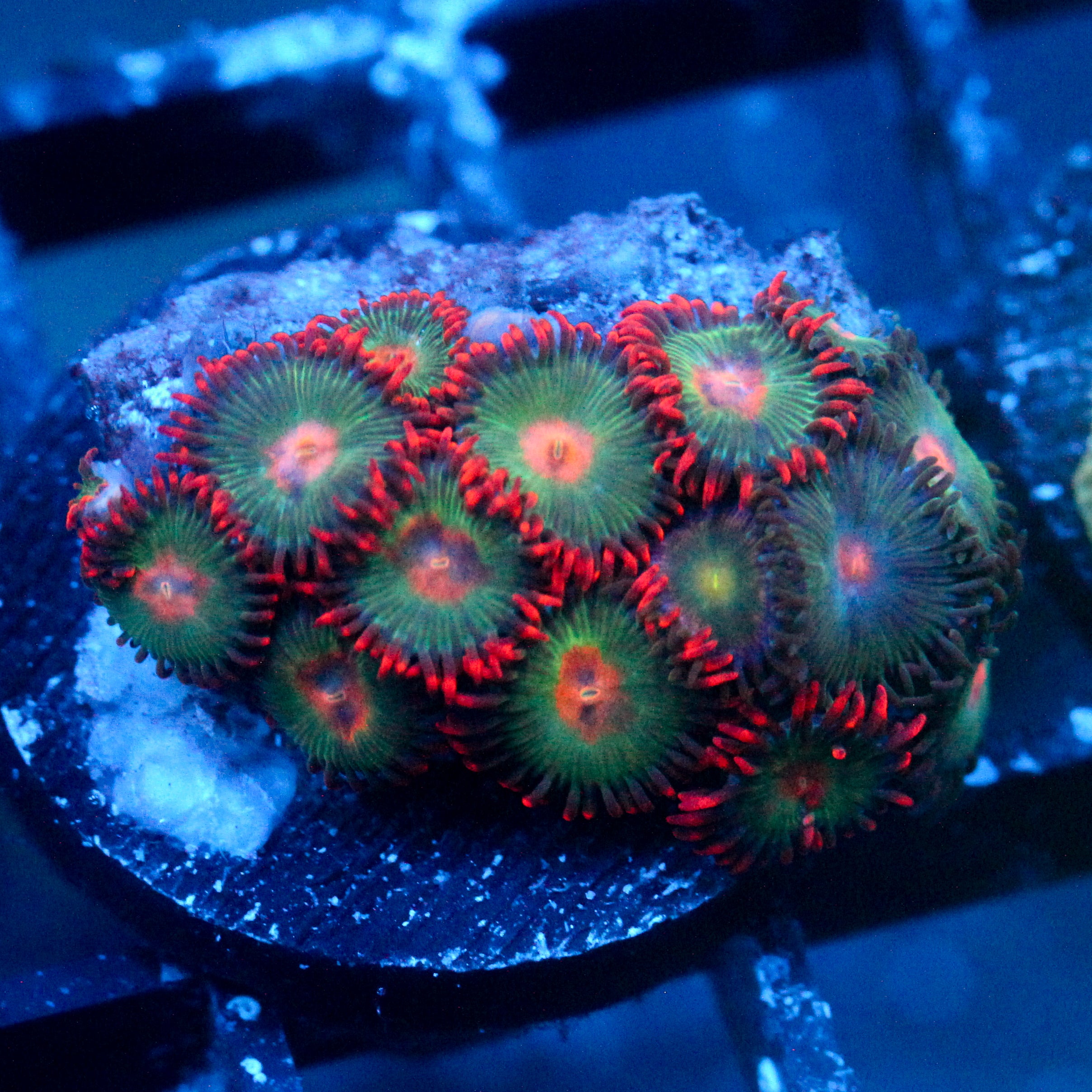 JC Gatorade Zoanthids Mix