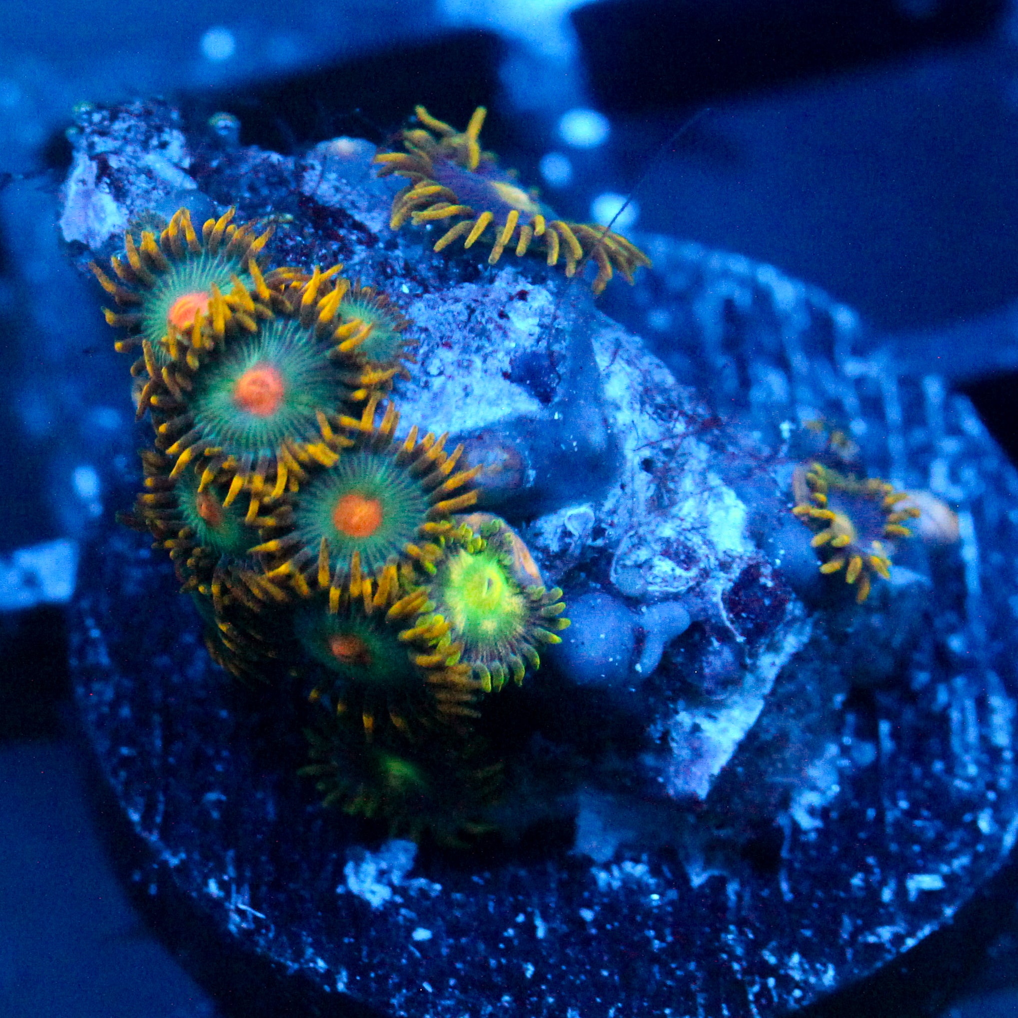 JC Saturn Zoanthid mix