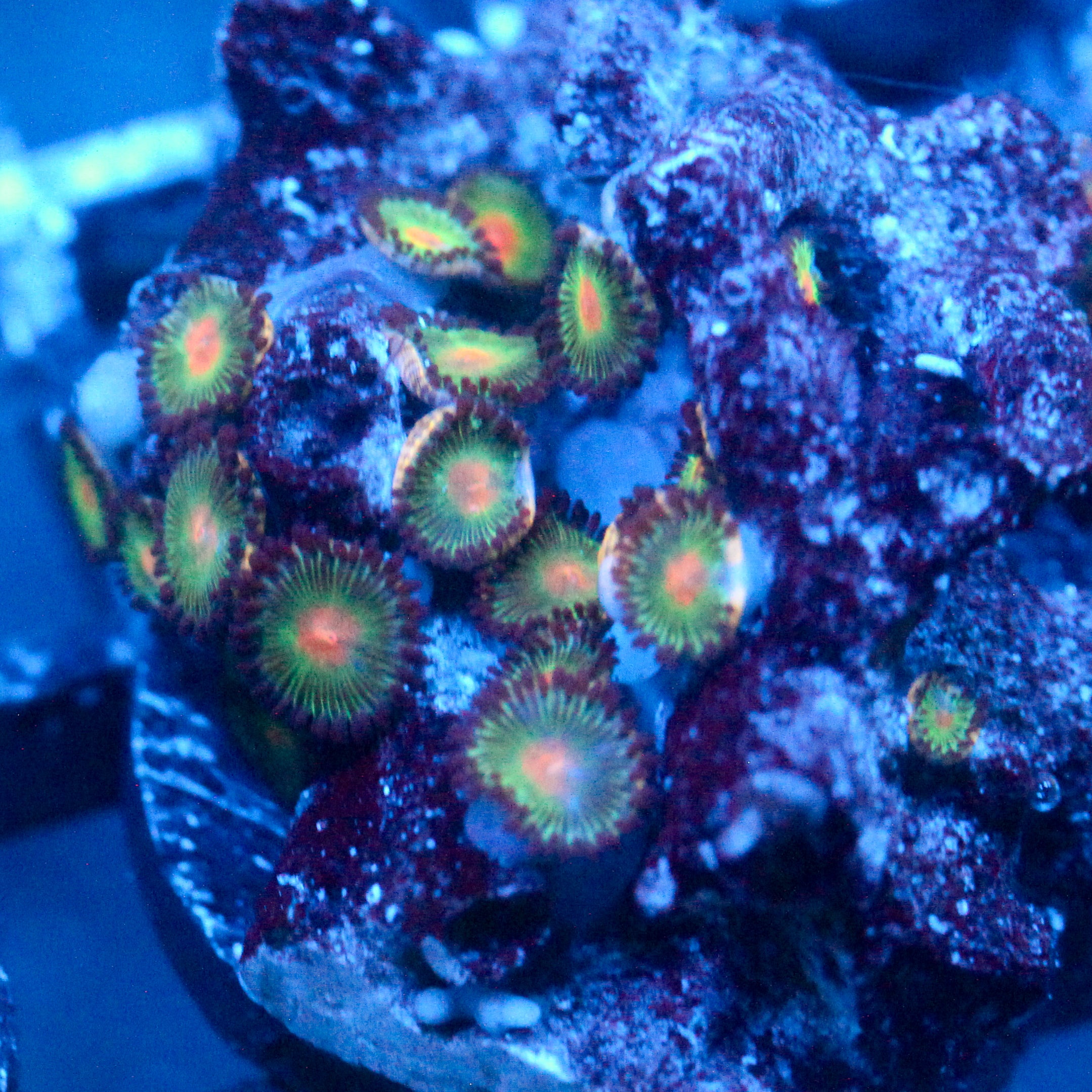 JC Alien Blood Zoanthid