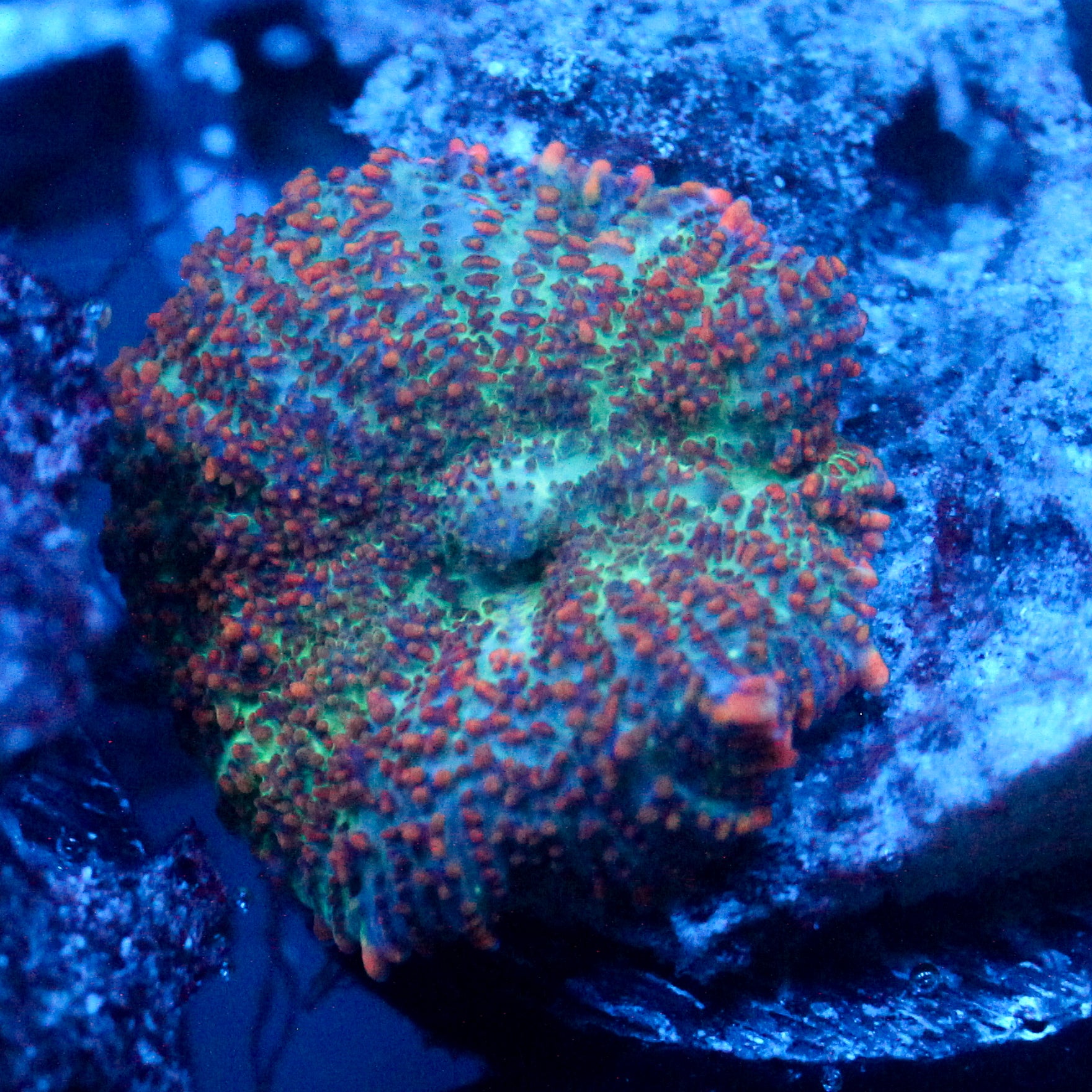 JC Cuprum Calamity Rhodactis