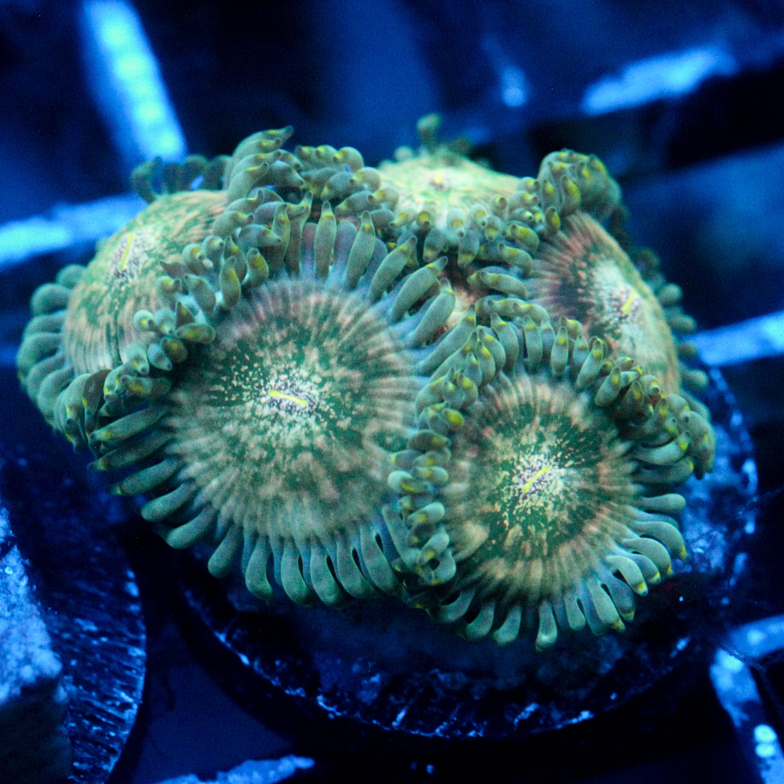 JC Hawaiian Ding Dang Zoanthid