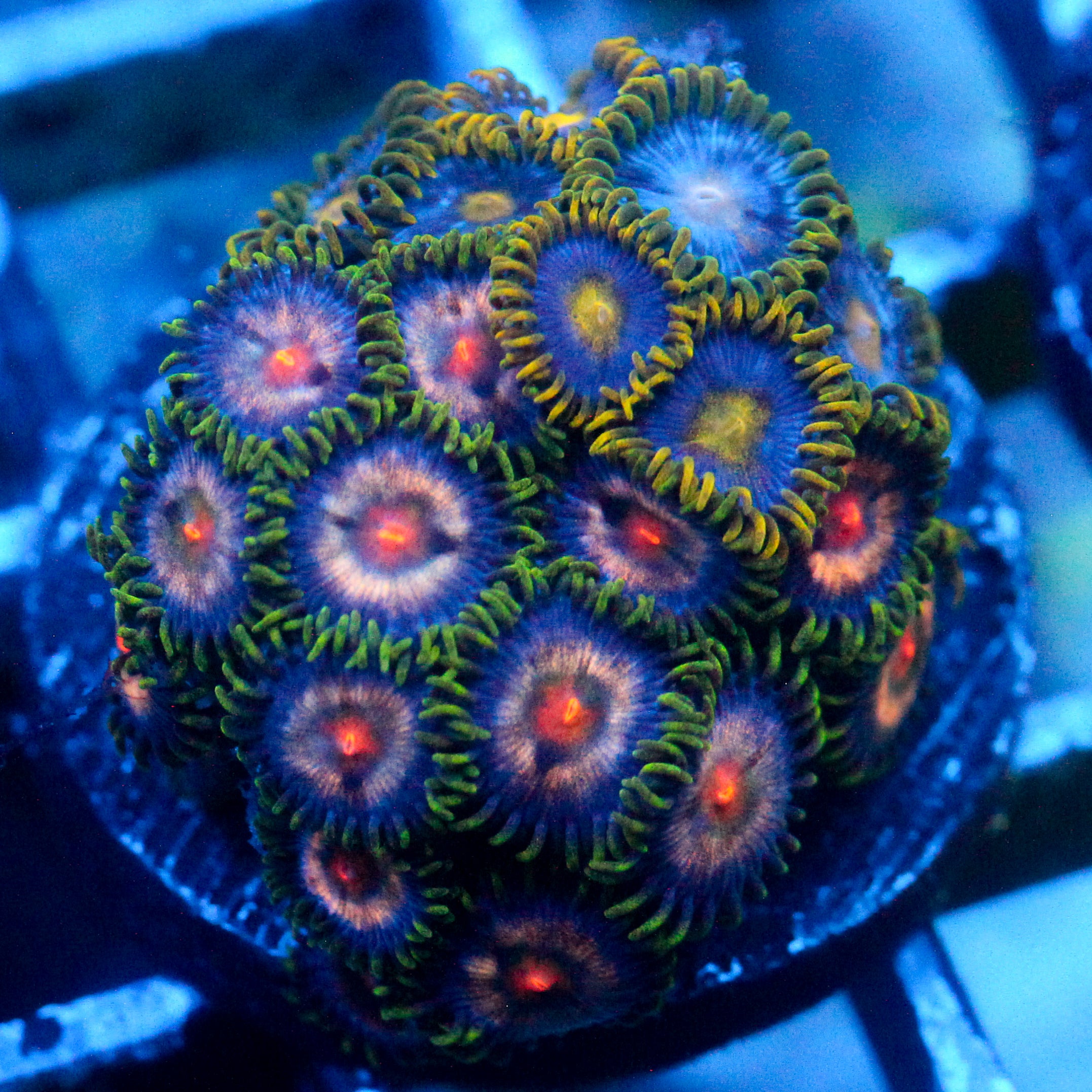 JC Zoa Garden Seed