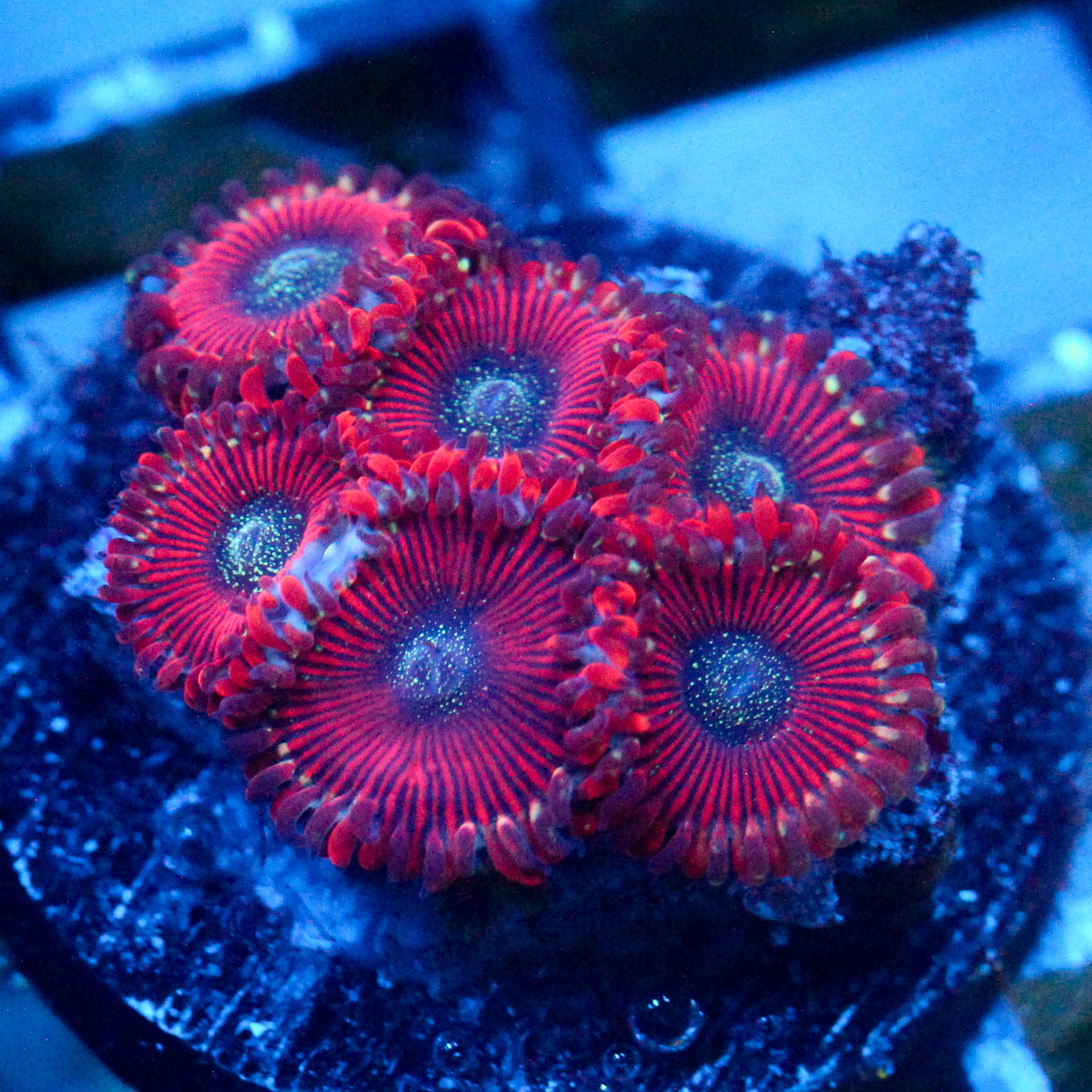 JC Magician's Zoanthid