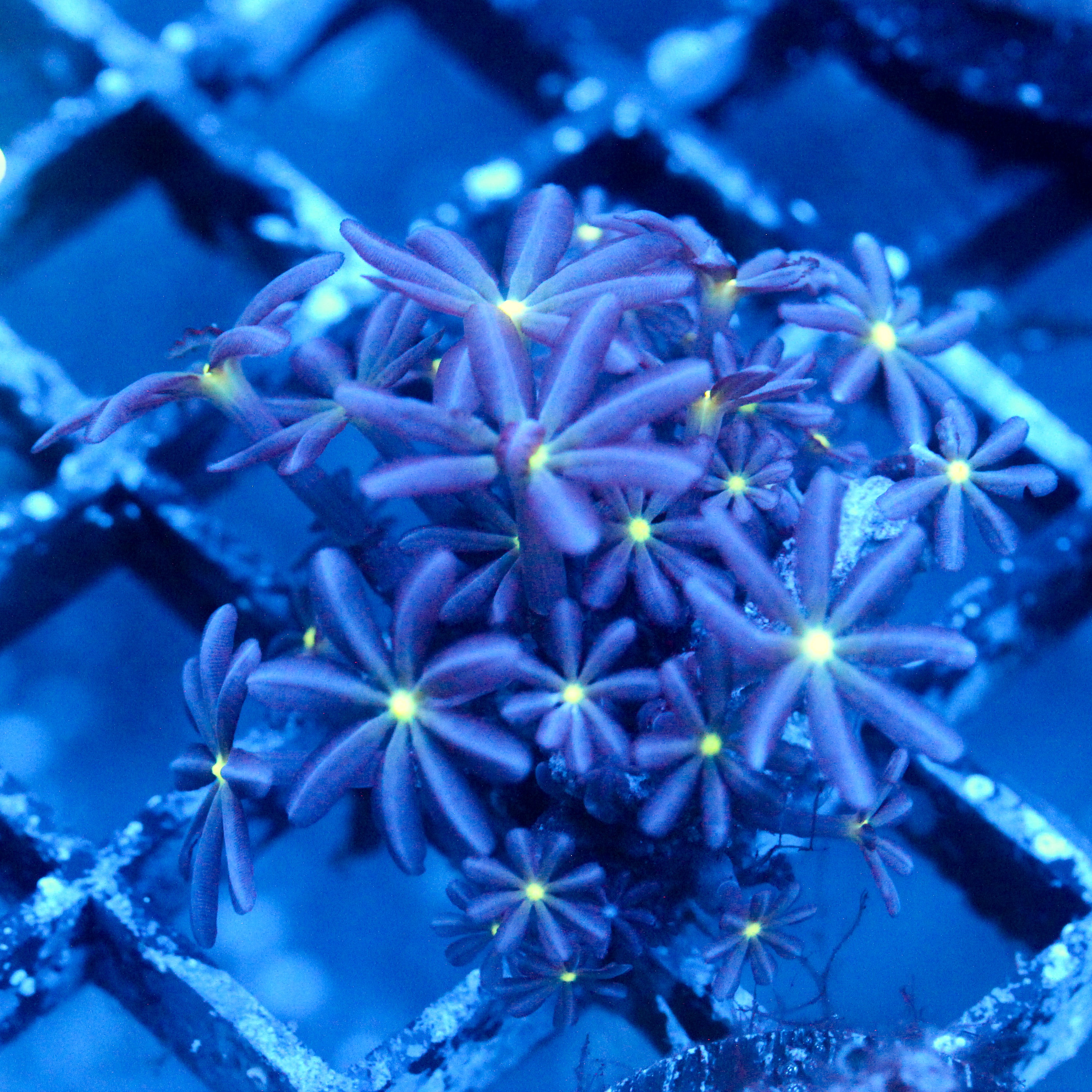 JC Enchantress Polyp Coral
