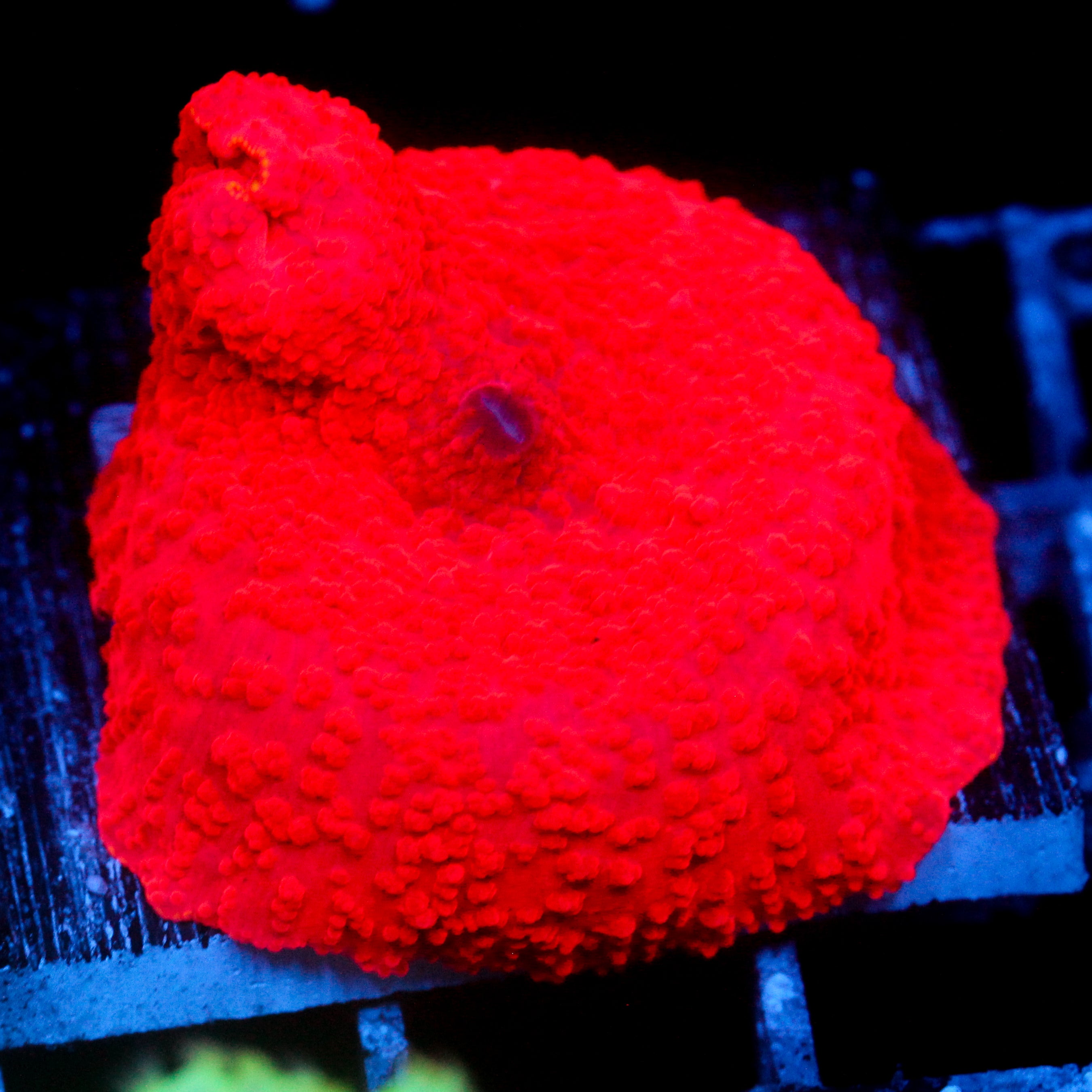 JC Hyper Orange Discosoma Lg