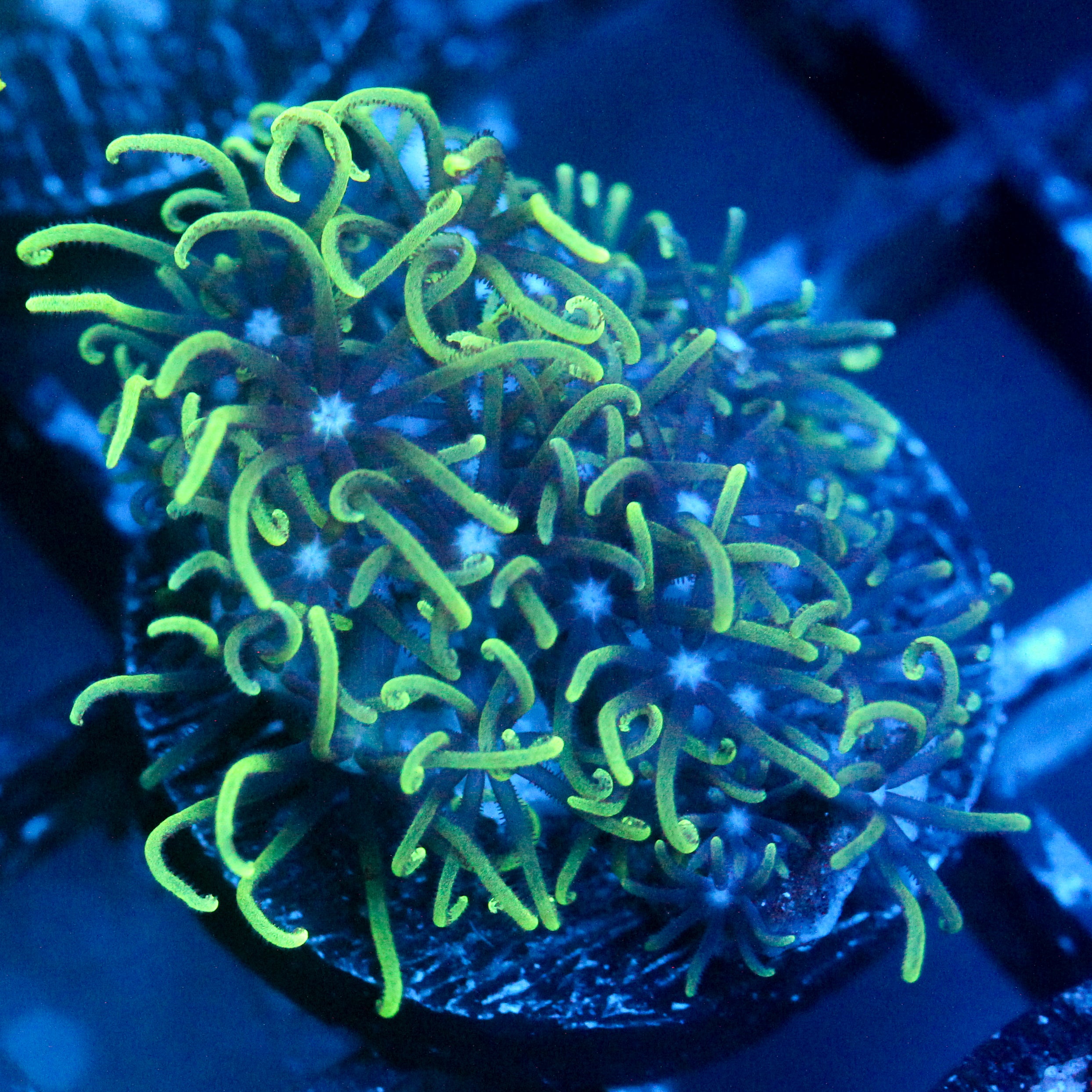 JC Minty GSP
