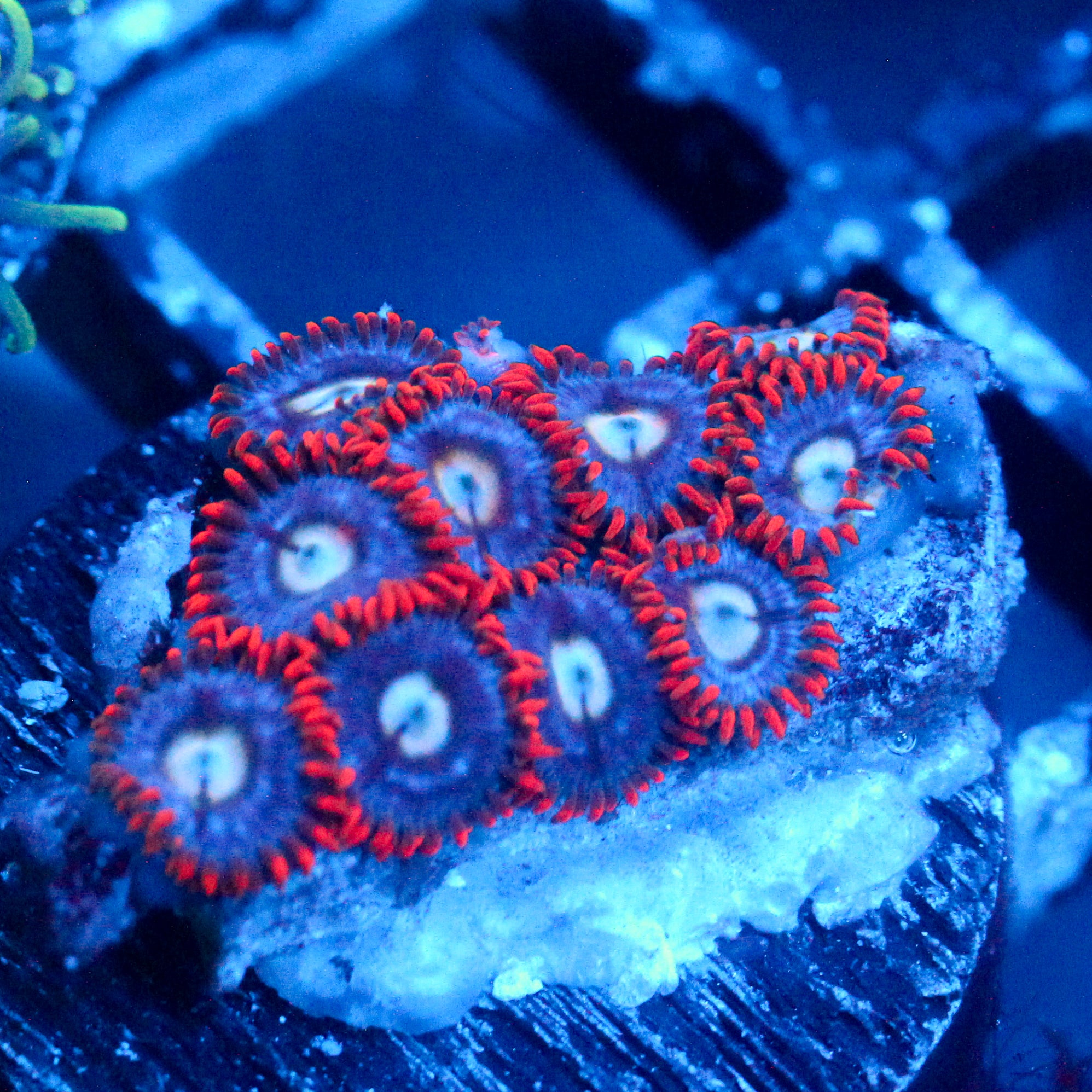 JC Edge of Reality Zoanthid