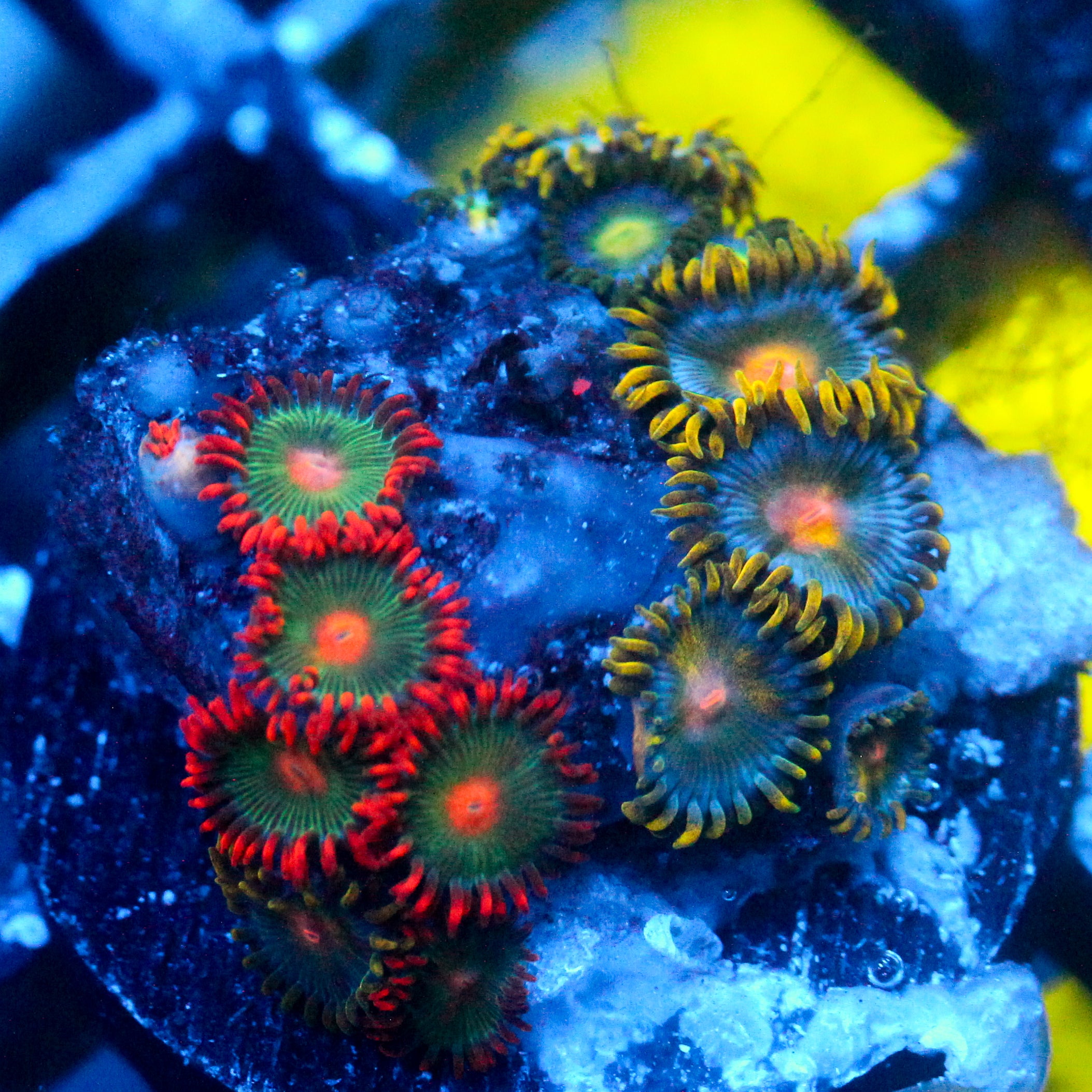JC Zoa Garden Seed