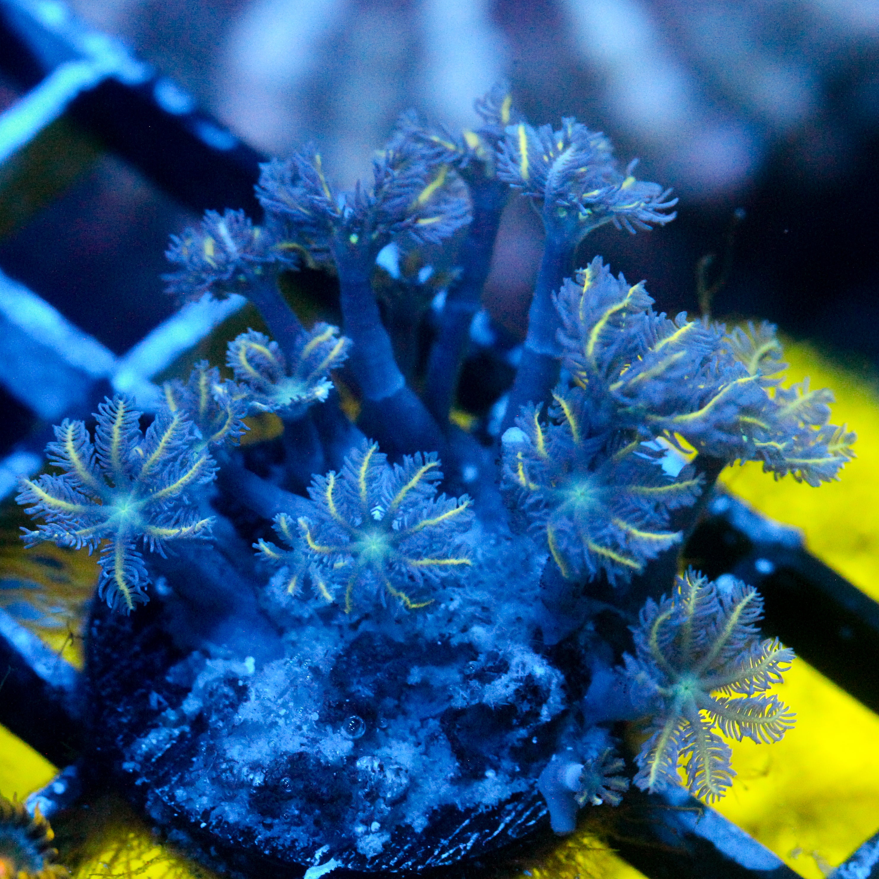 JC Yellow tip Clove Polyp