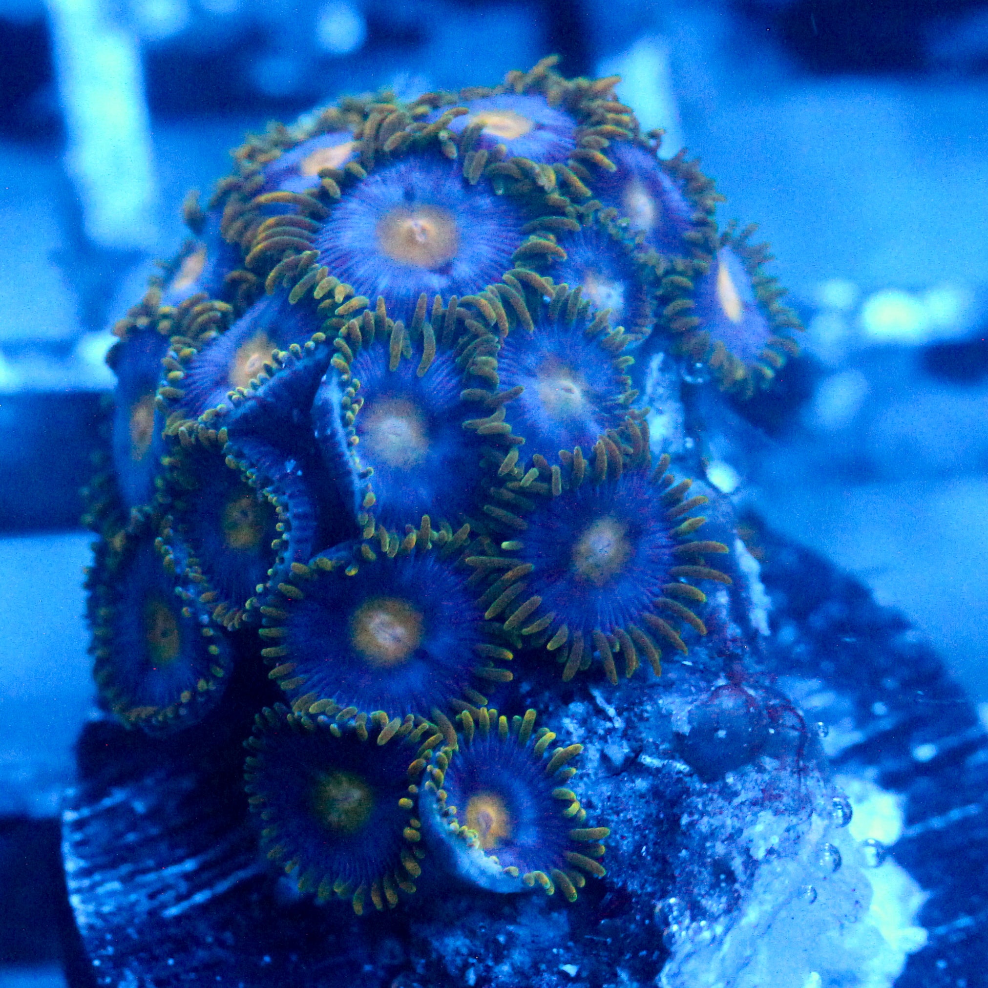 JC Gold Gobbler Zoanthid