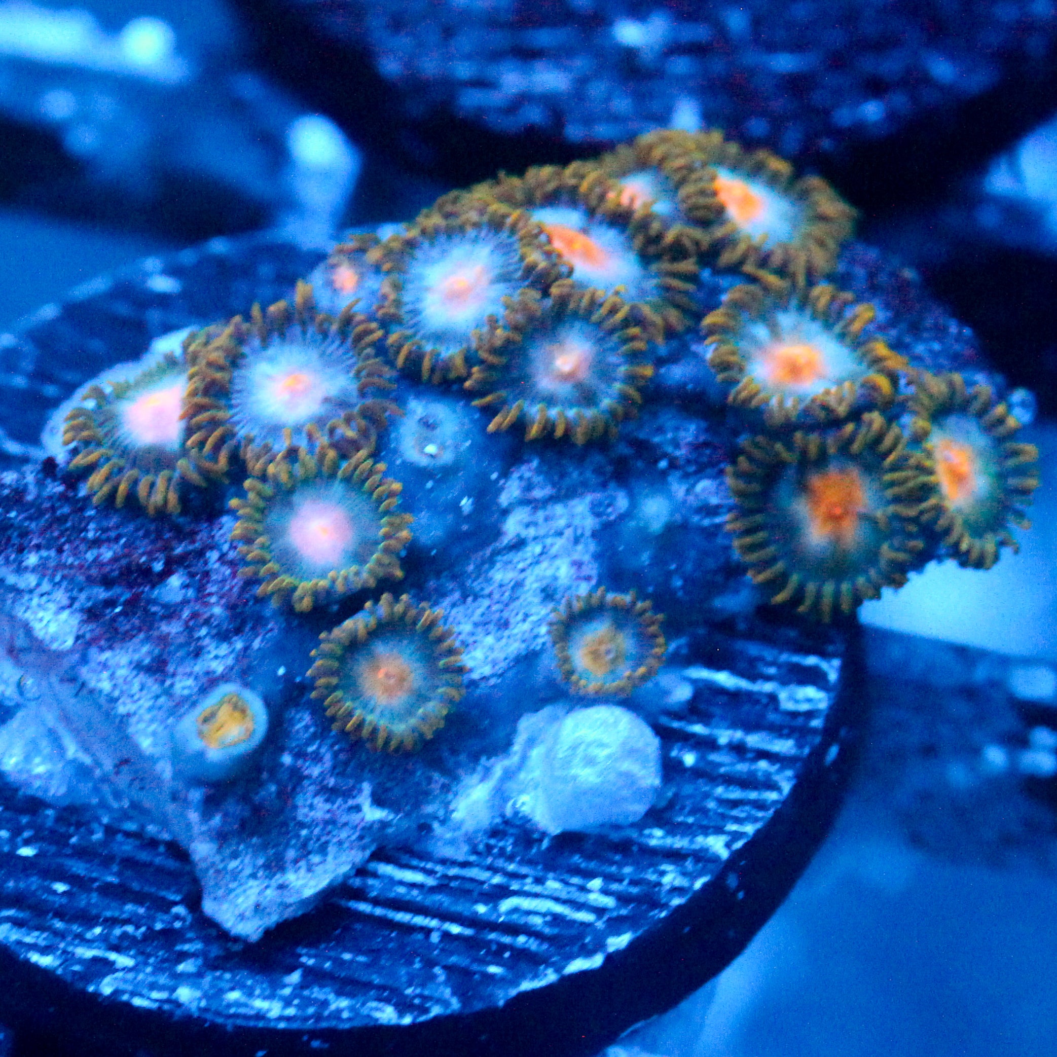 JC Blue Beast Zoanthid