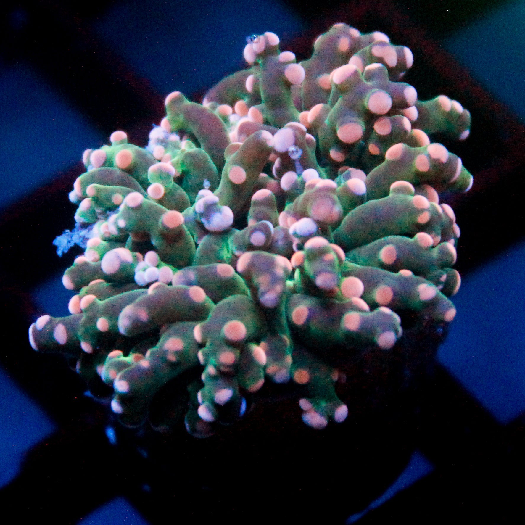 JC Pink Tip Octo