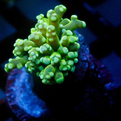 JC Green Goblin Octo