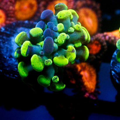 JC Bicolor Splatte Hammer